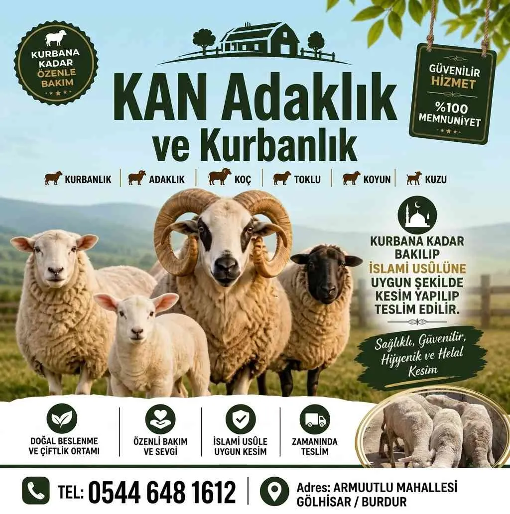 Kurbanlık Kuzu,Koyun ve Toklu