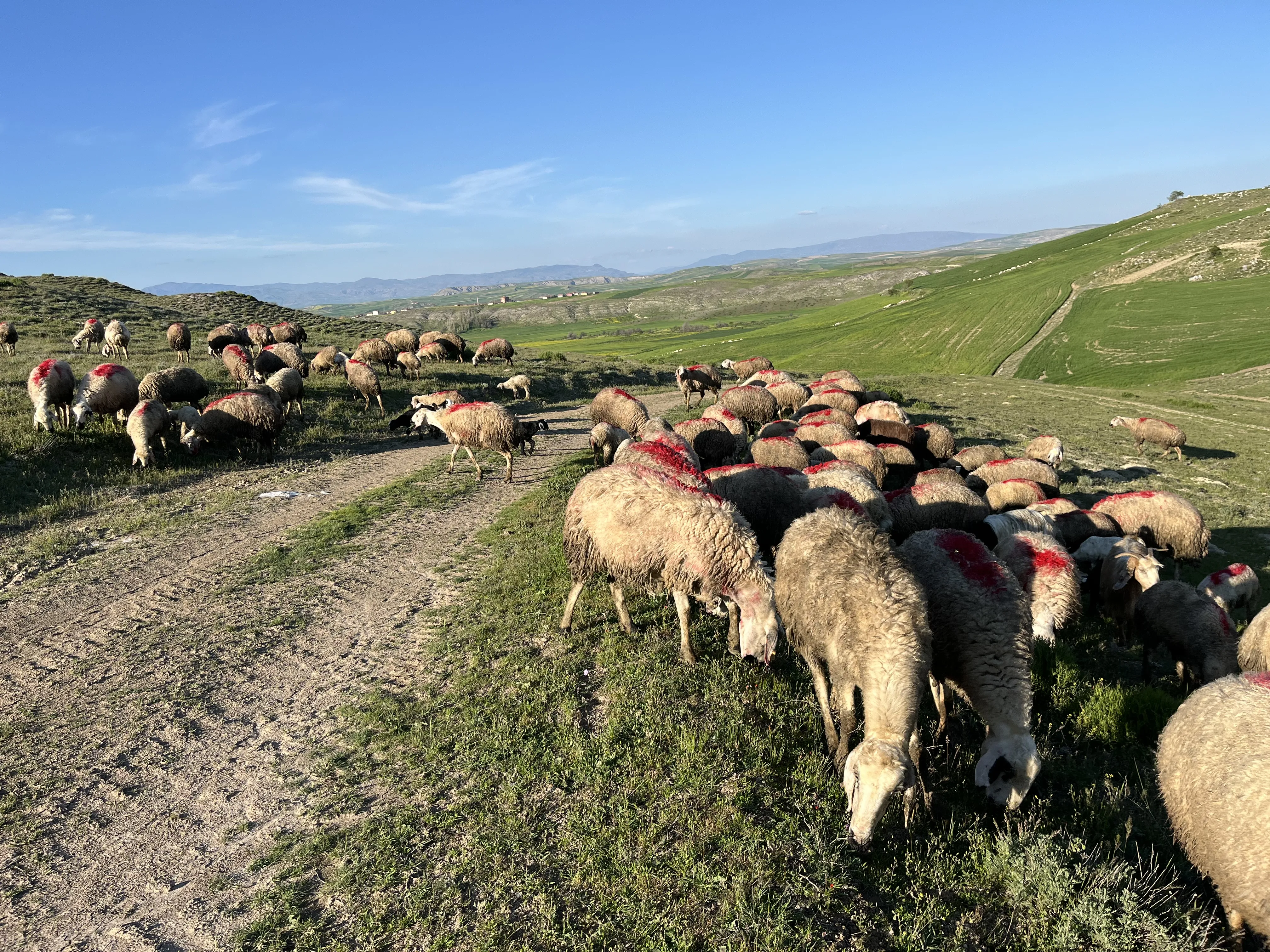 100 adet koyun 50 adet kuzu