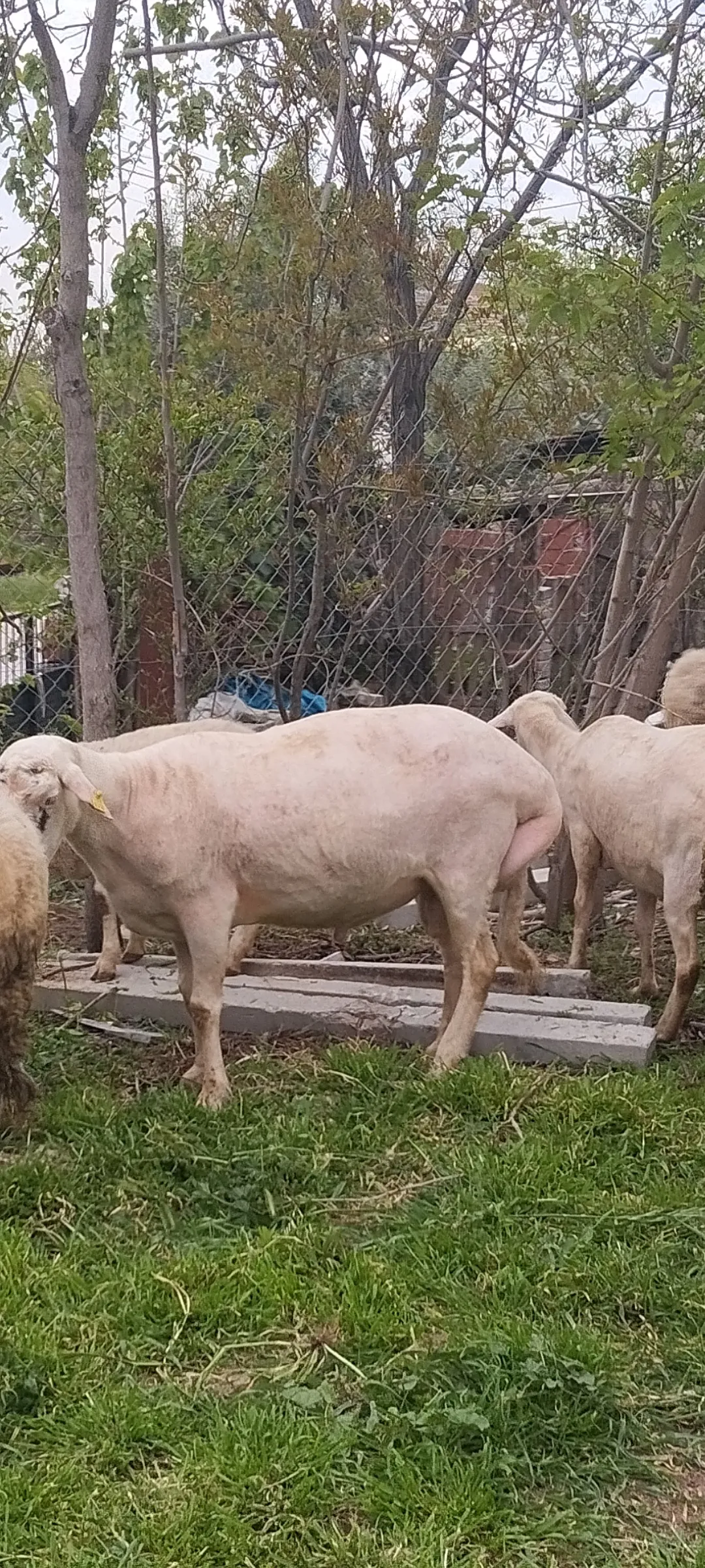 KURBANLIK KOÇ KOYUN KUZU