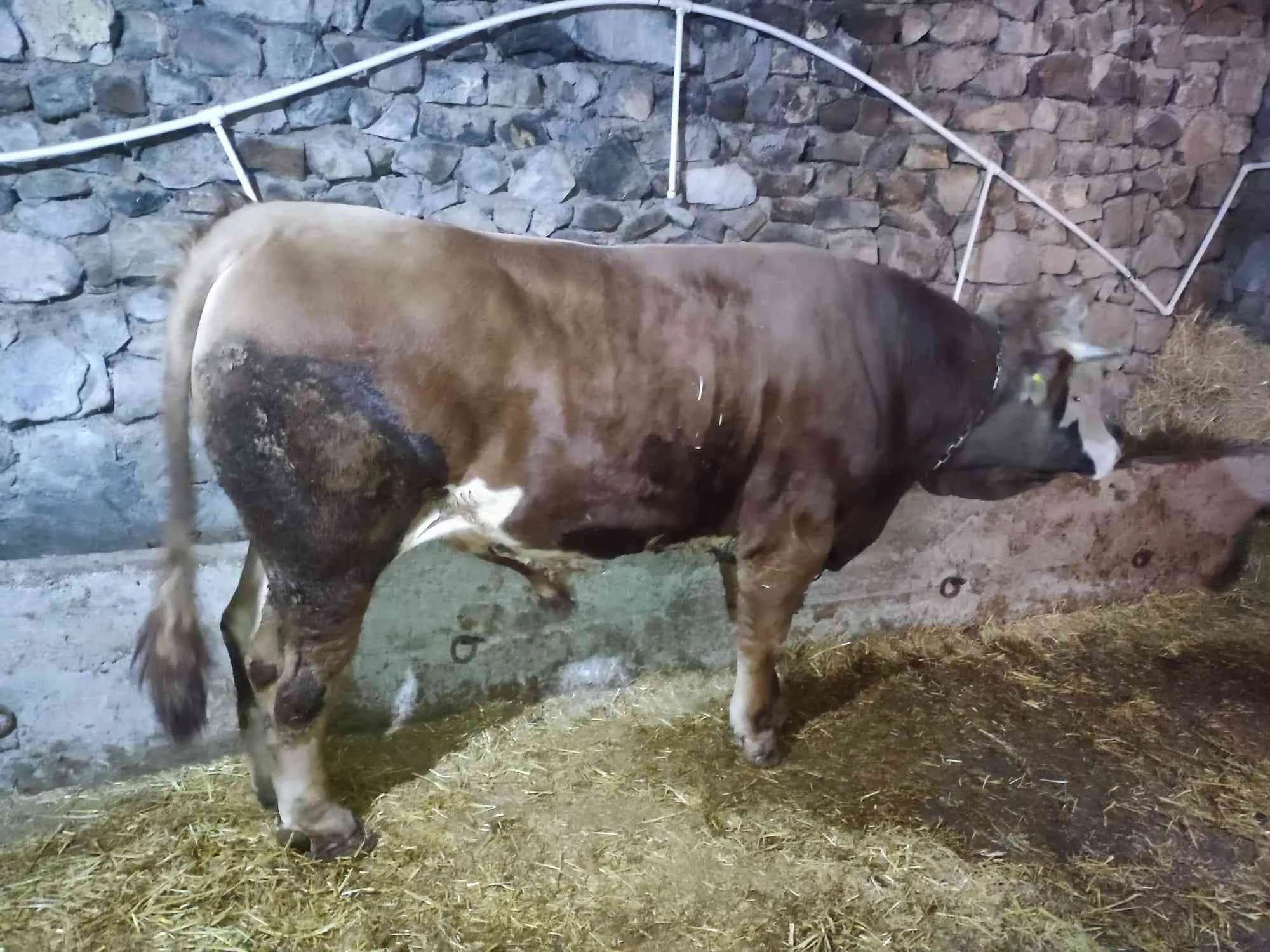 BESİ DANA 700 KG ET GELİR