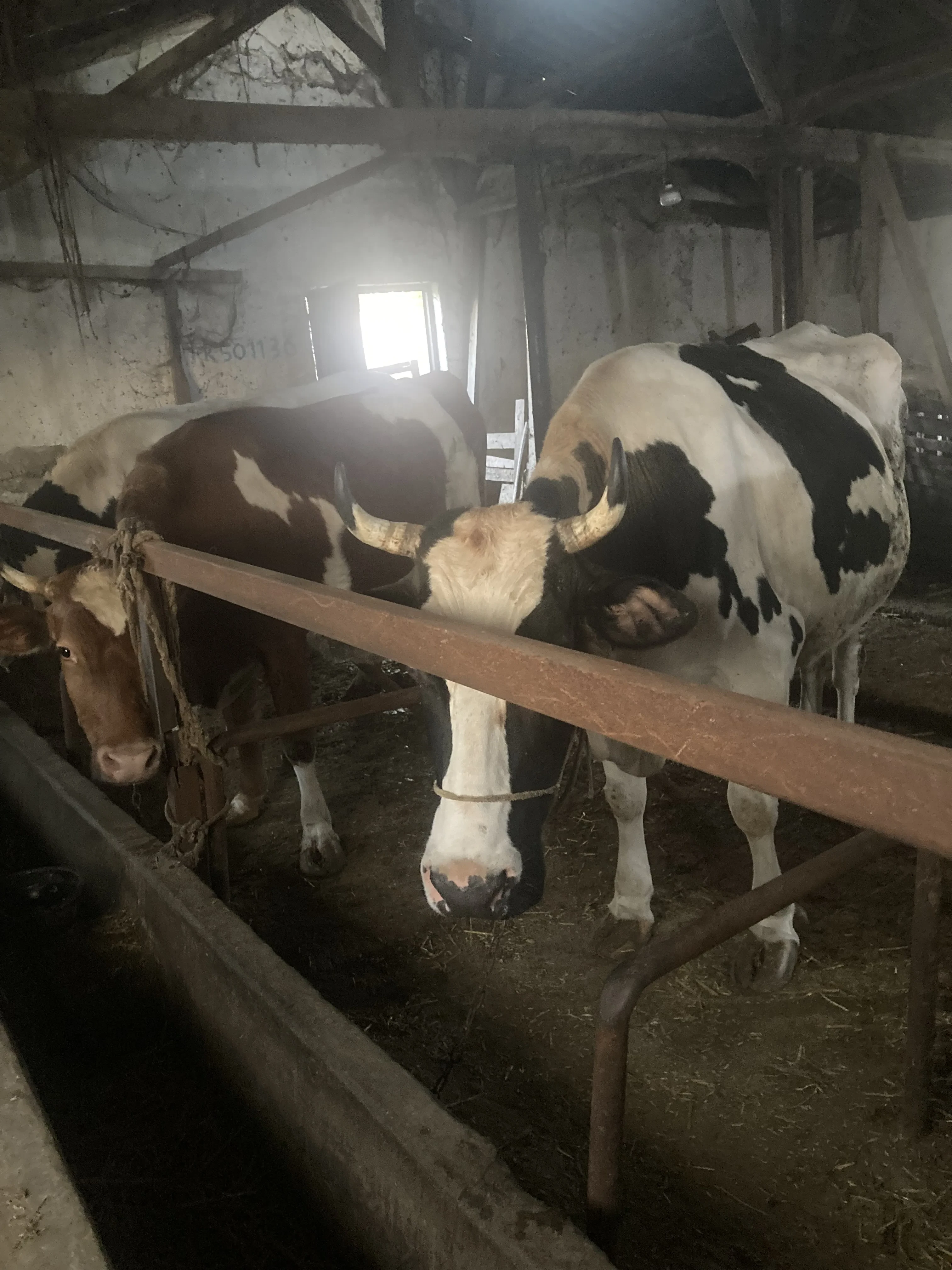 Simental holstein düve inek kurbanlık