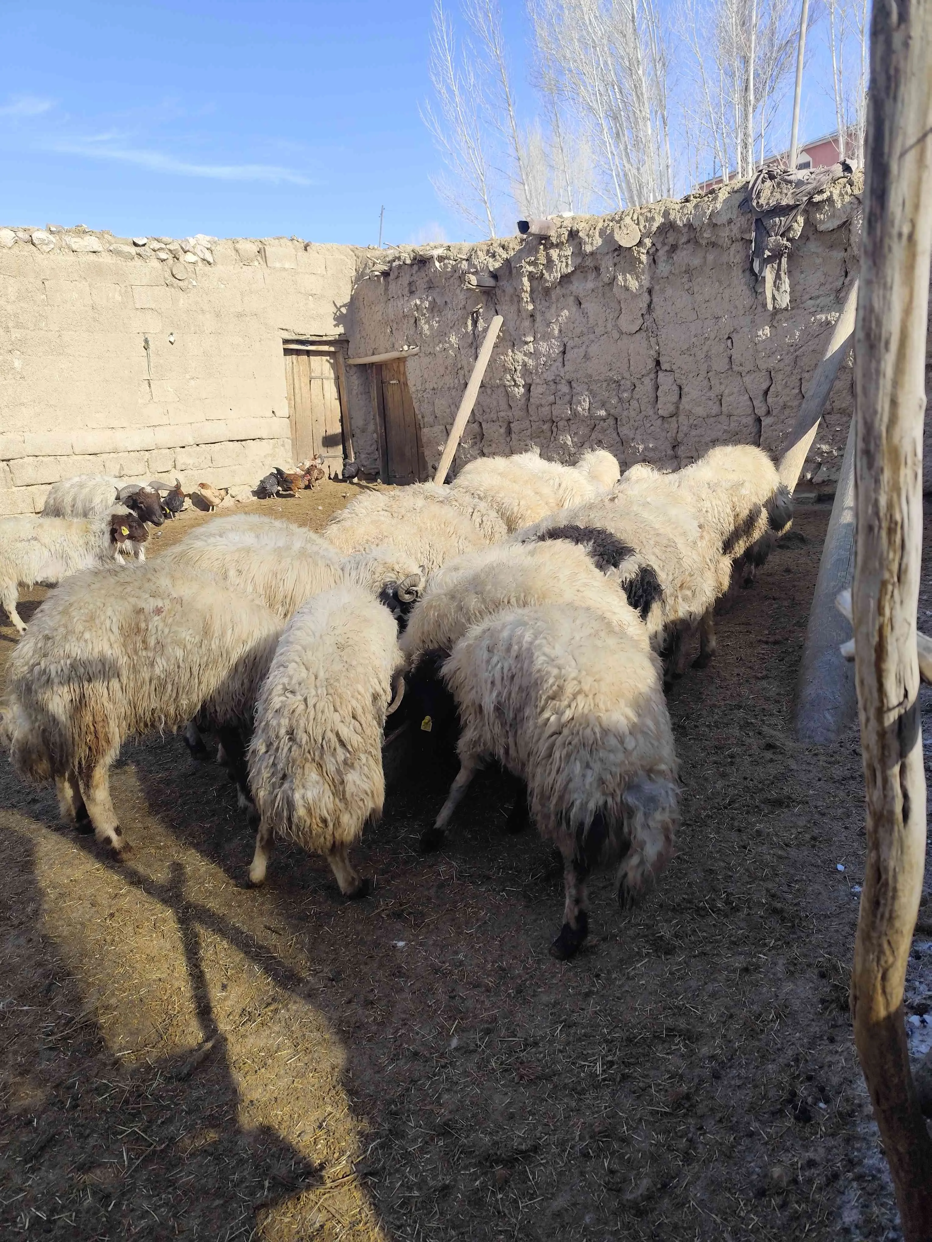 Nurduz