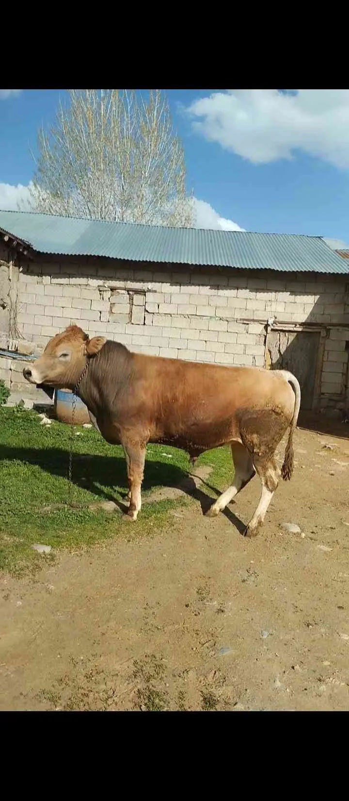 250 300 kilo danalar mevcut