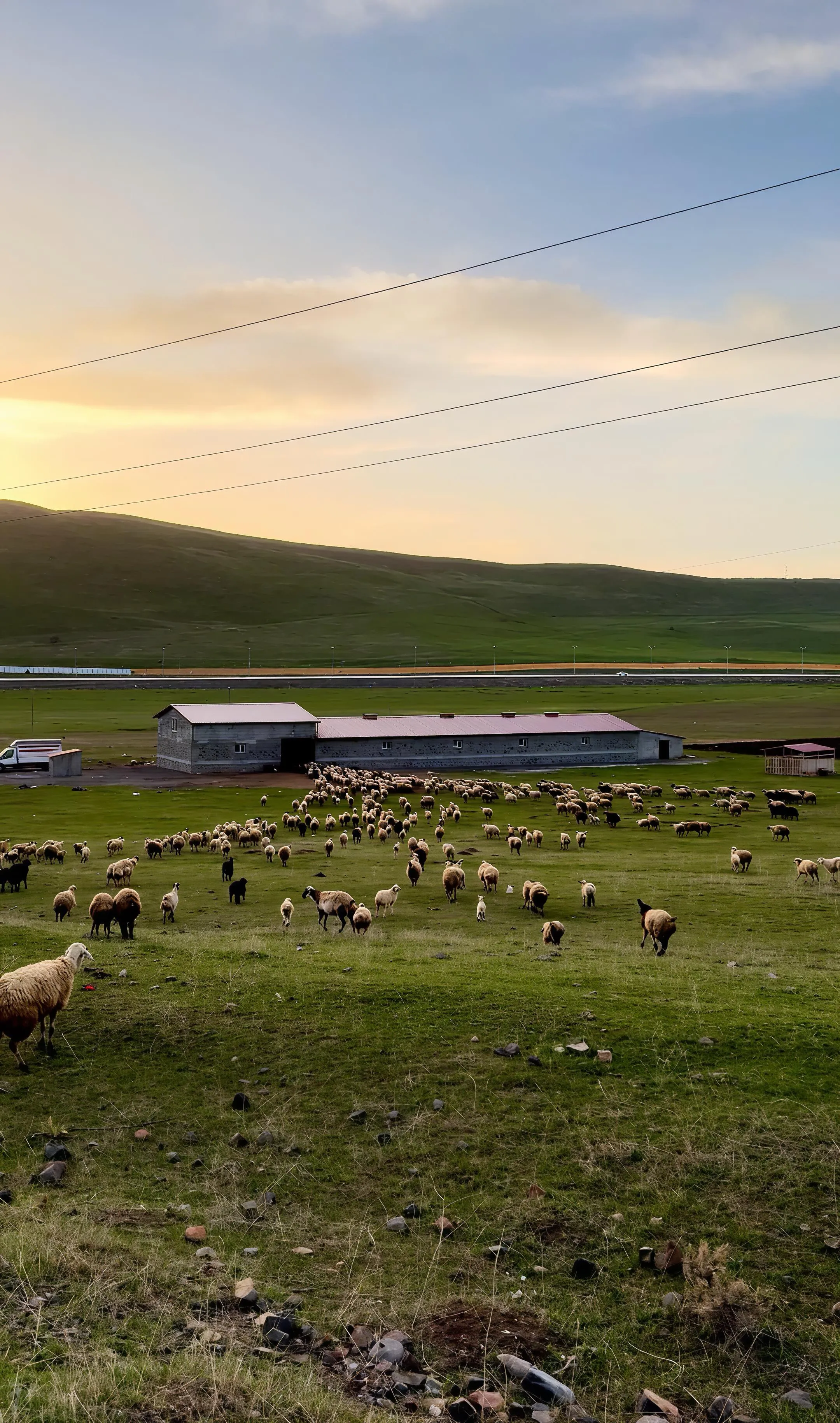 Kücükbaş Kurbanlık Bulunur Bakımı ve kesimi ücretsizdir