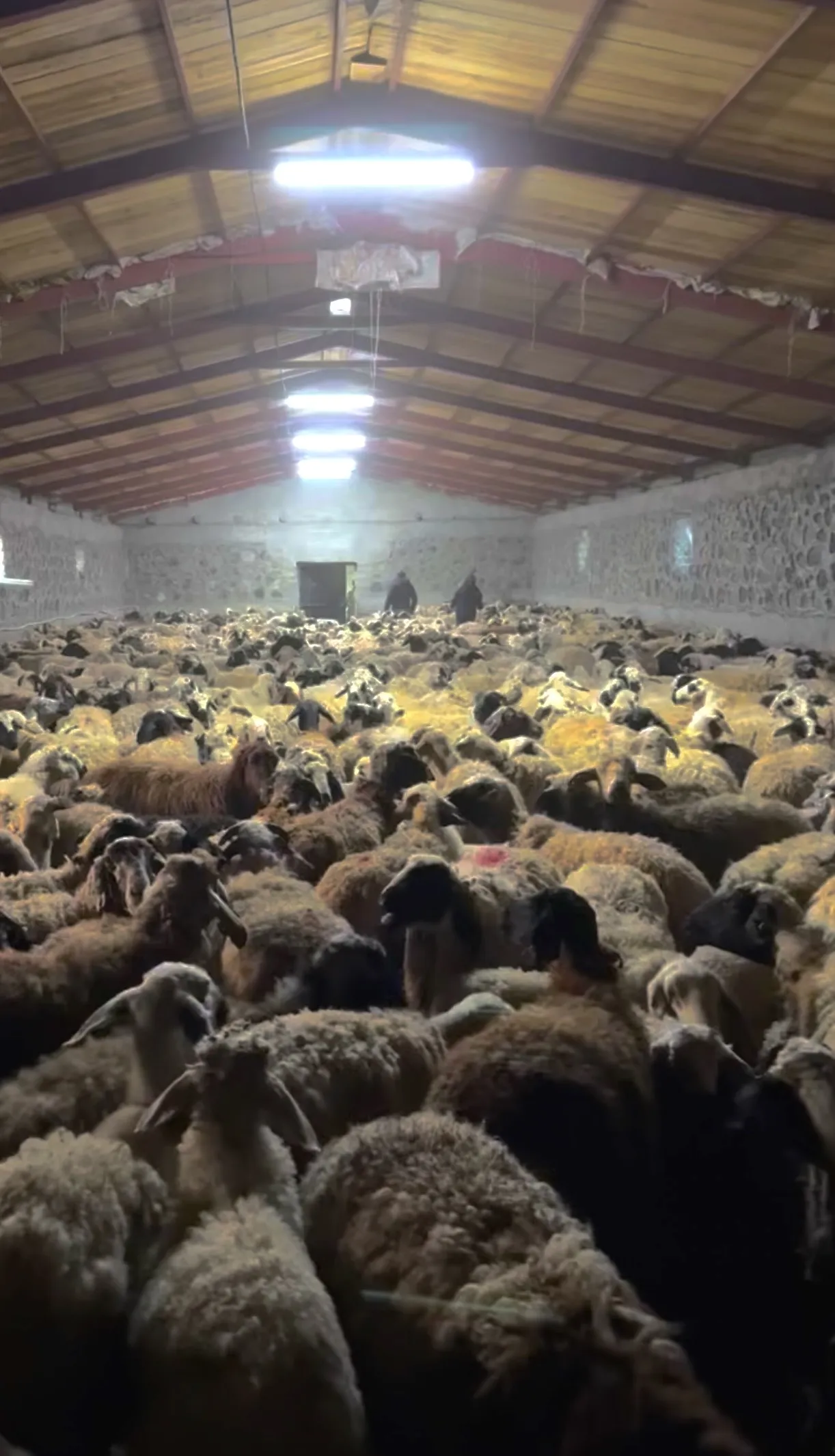 Kücükbaş Kurbanlık Bulunur Bakımı ve kesimi ücretsizdir