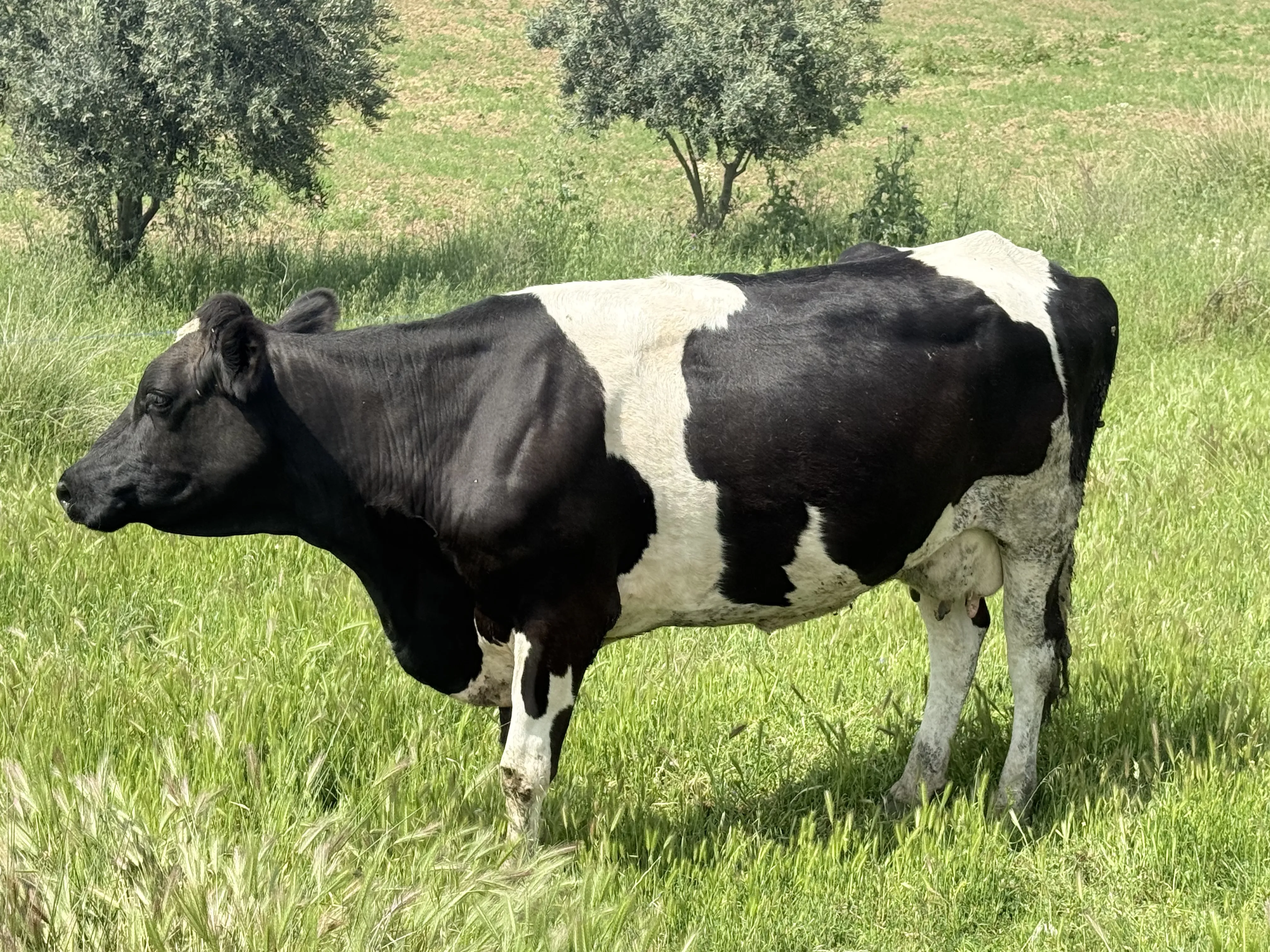 Kurbanlık inek