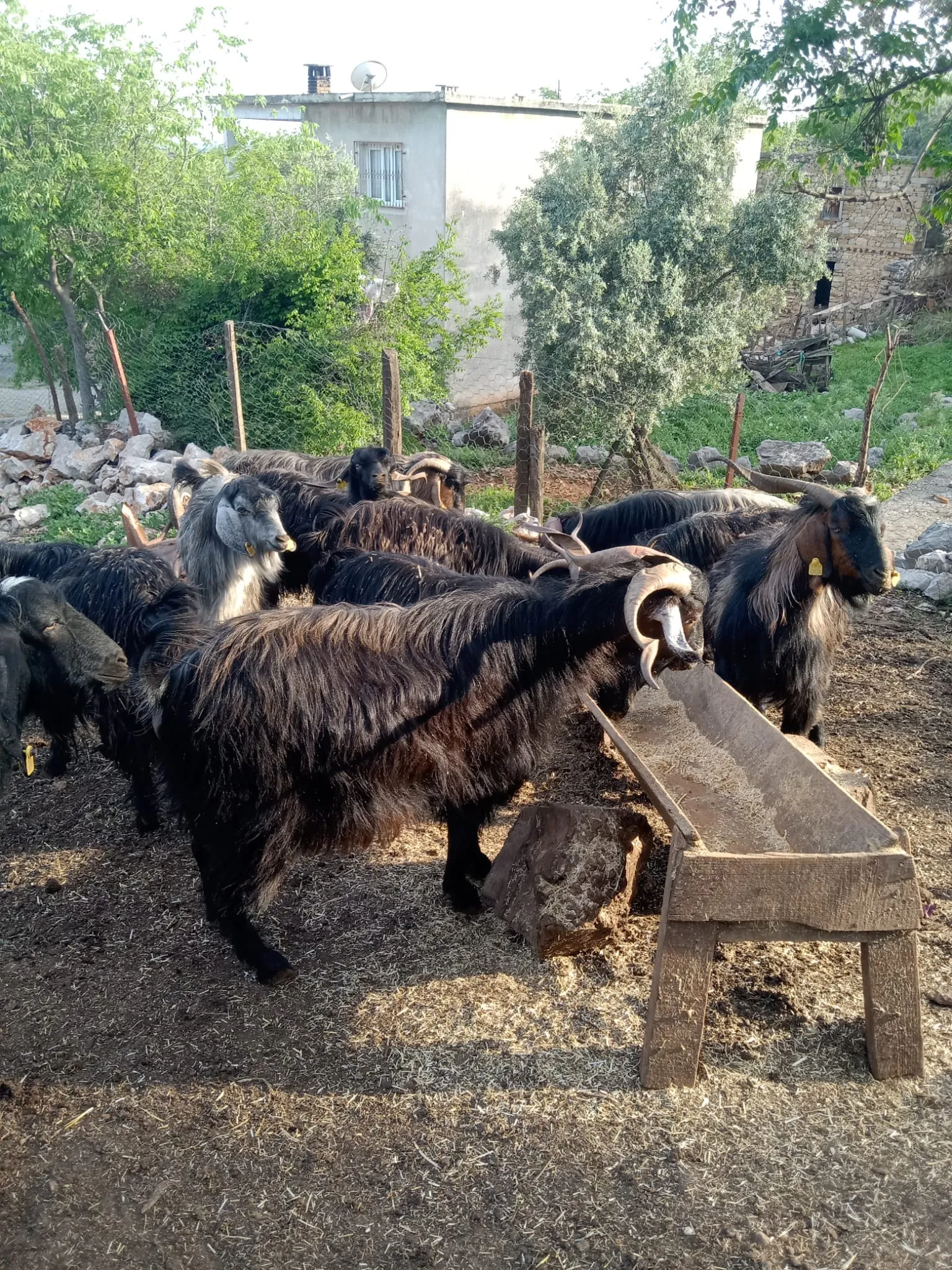 Satılık kurbanlık