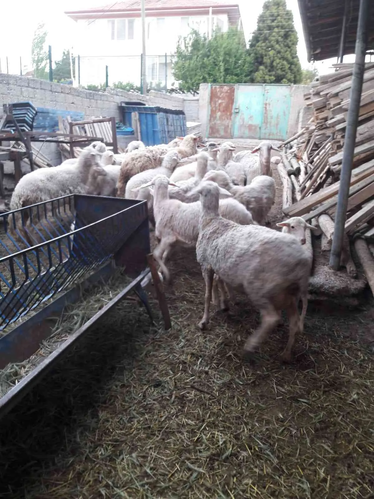 Kuzudan Çıkma 12 adet genç koyun