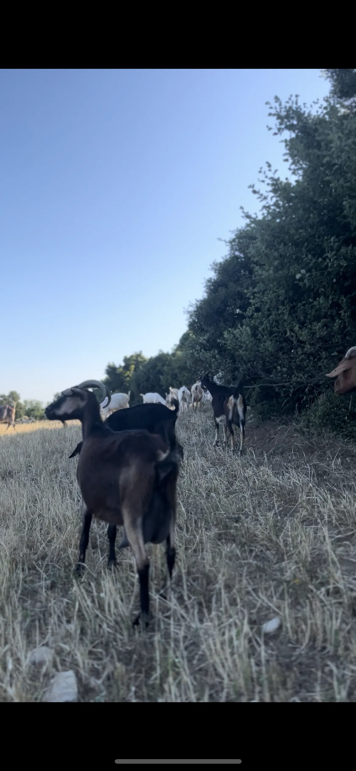 Saanen kırması kara keçi
