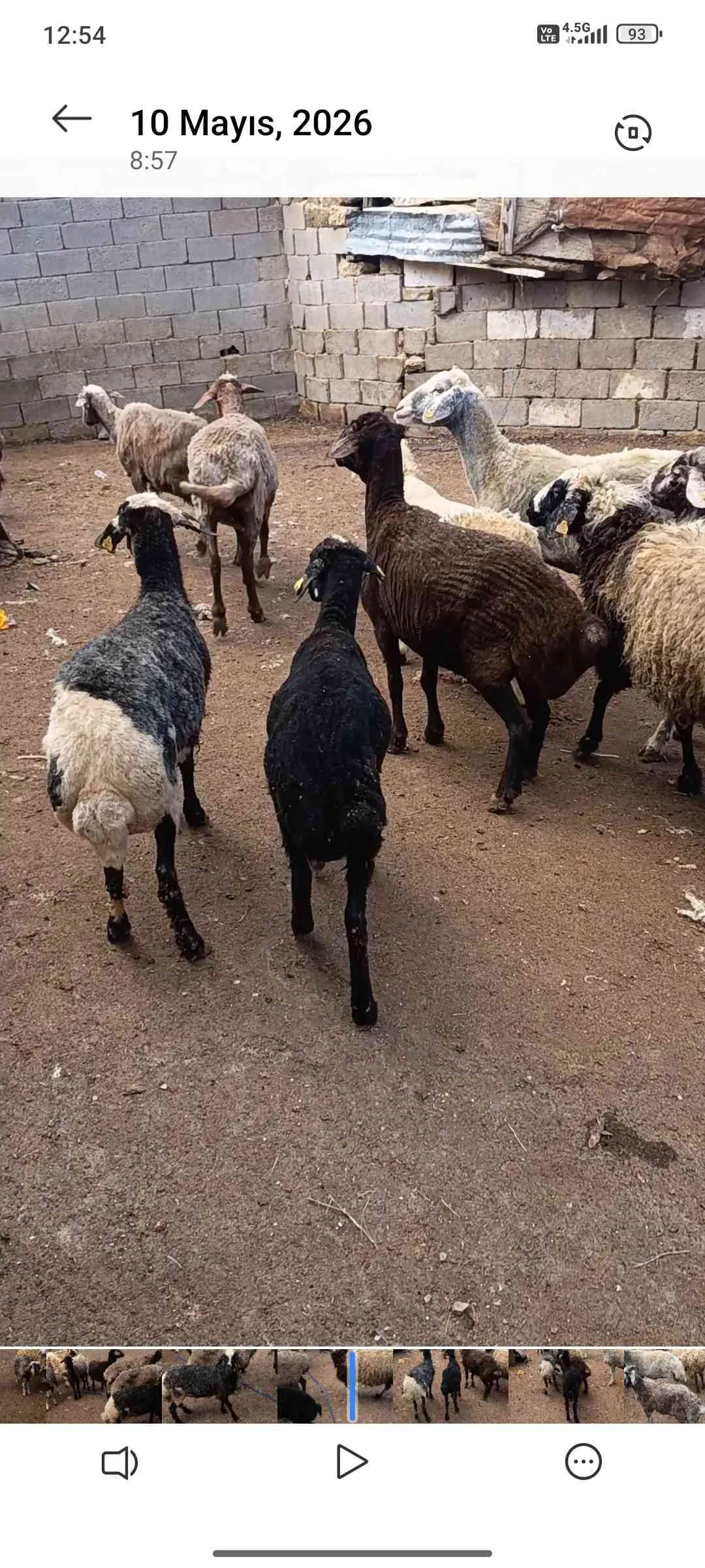 Kurbanlık koyun toklu