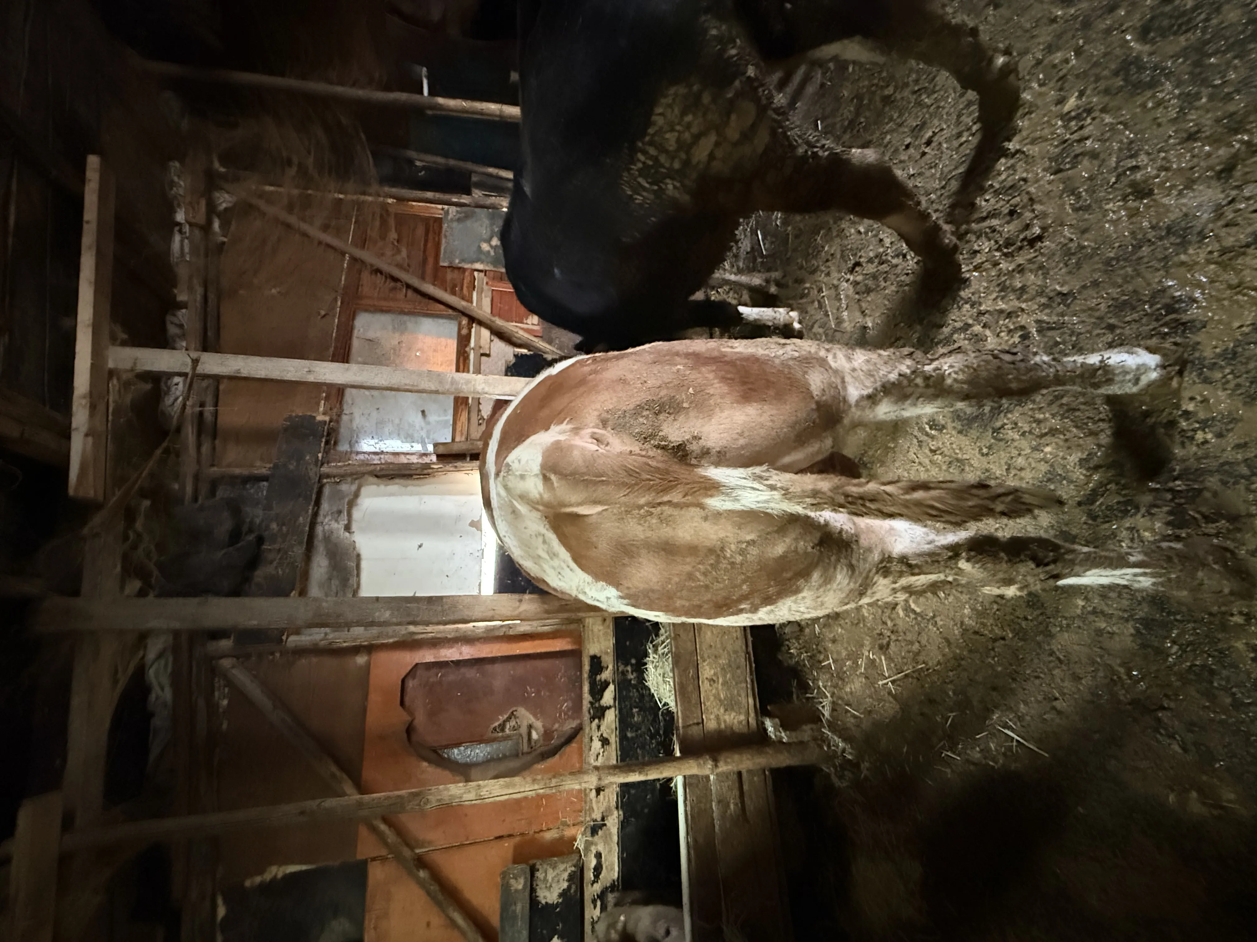 Hesaplı kurbanlık dana