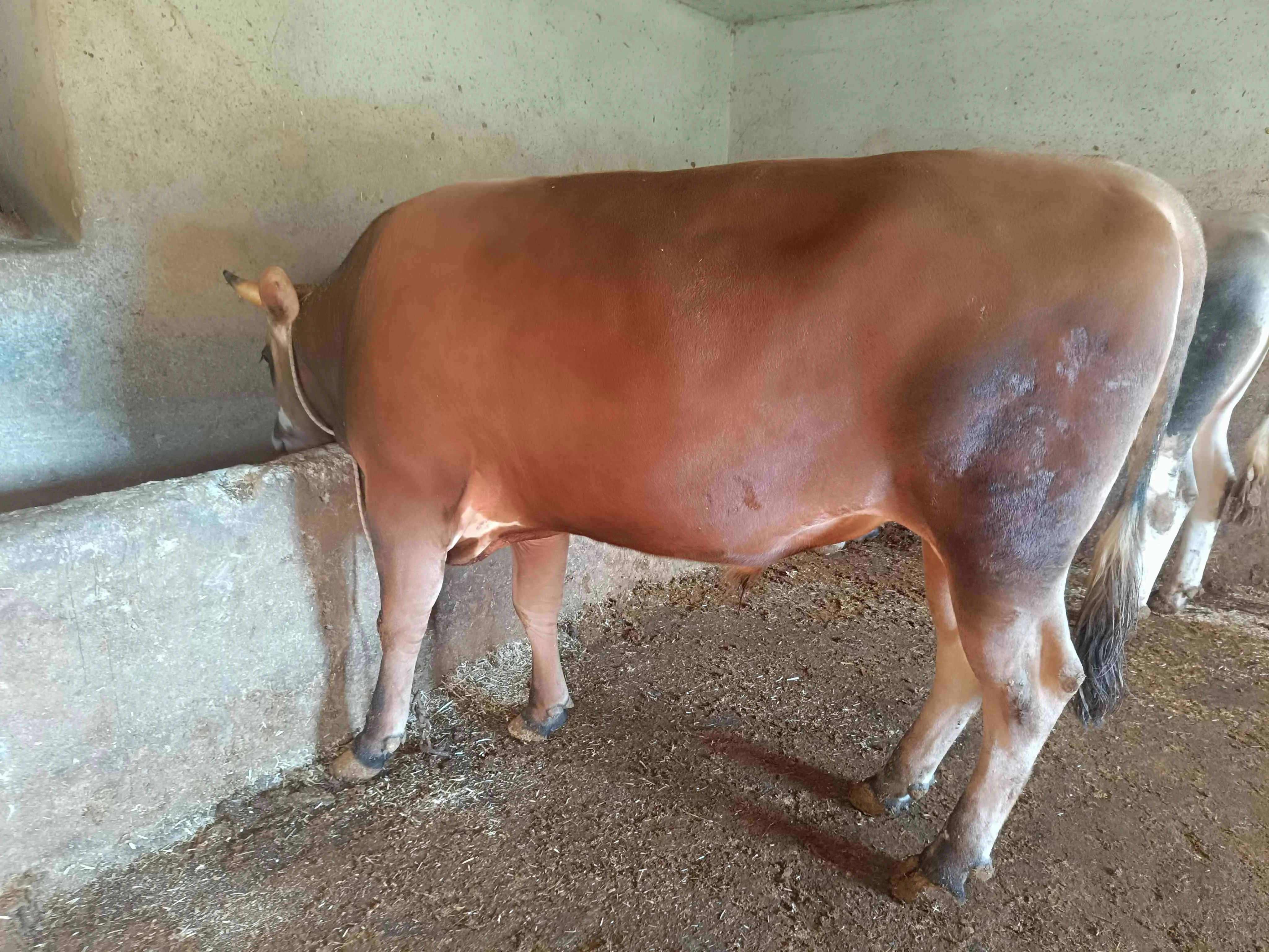 Kurbana uygun 4 adet boğa
