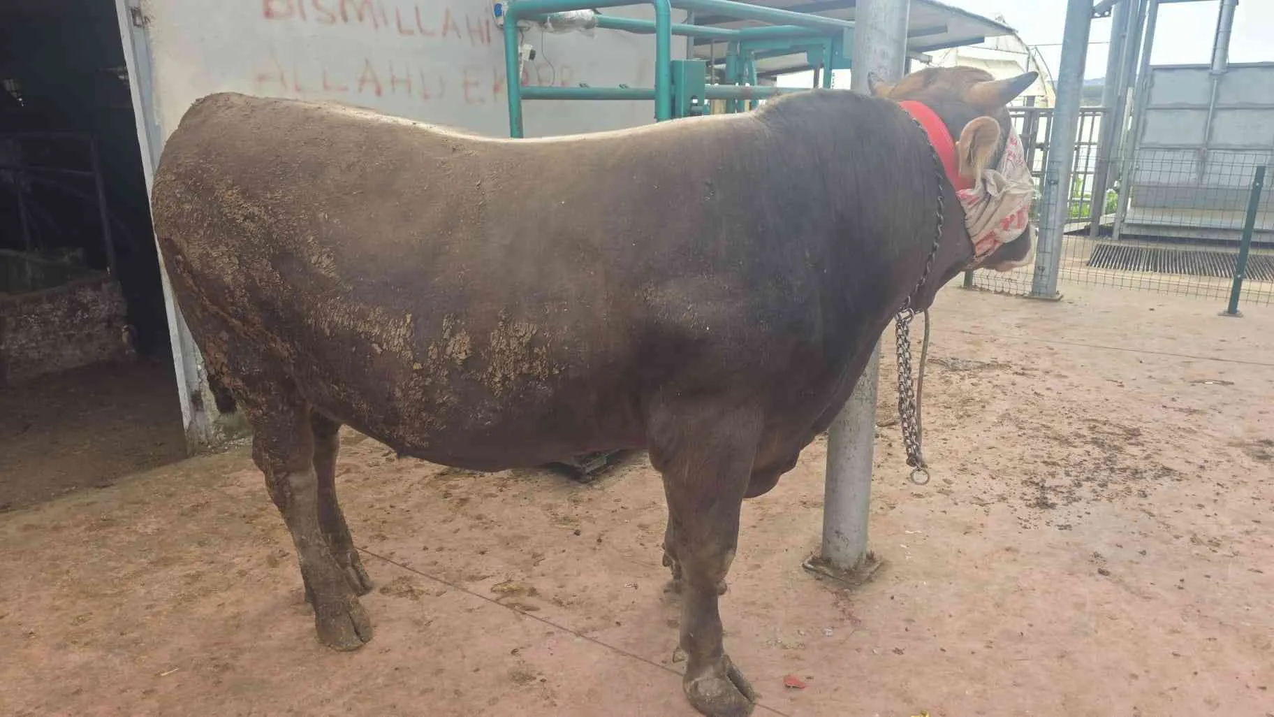 55/60kilo hissemiz kesim pay bize aittir