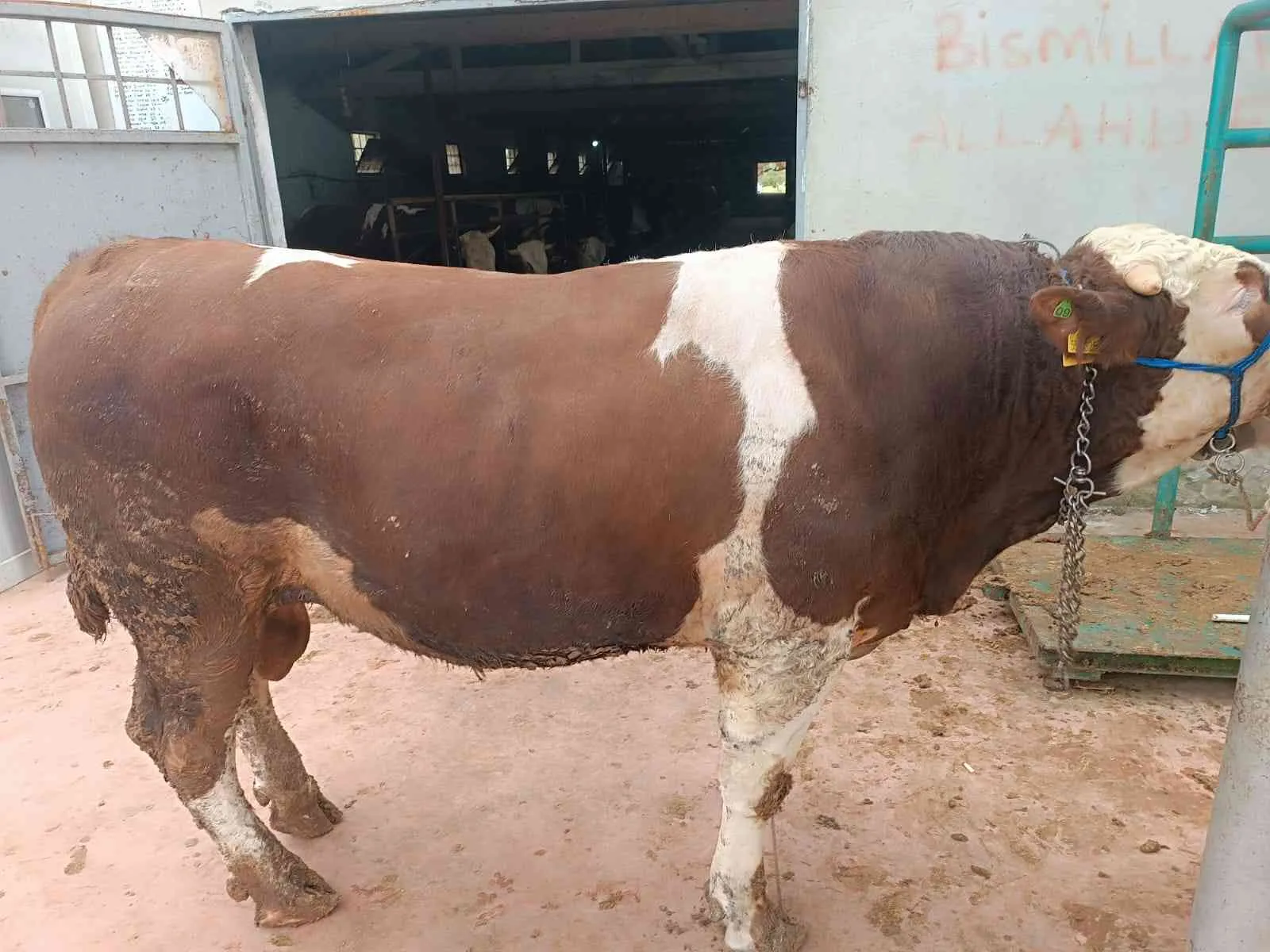 50 55 kilo a kesim pay bize ait kesim yerimiz cuma köyünde bayramın 1 günü saat 10.00 gibi kesilecektir sabah poğaça öğlen kavurma çay ve içeceklerimiz mevcuttur anadolu yakasına evlere teslimatımız vardır vekalet ile kurbanlıklarımız Ardahan Yayla malıdı