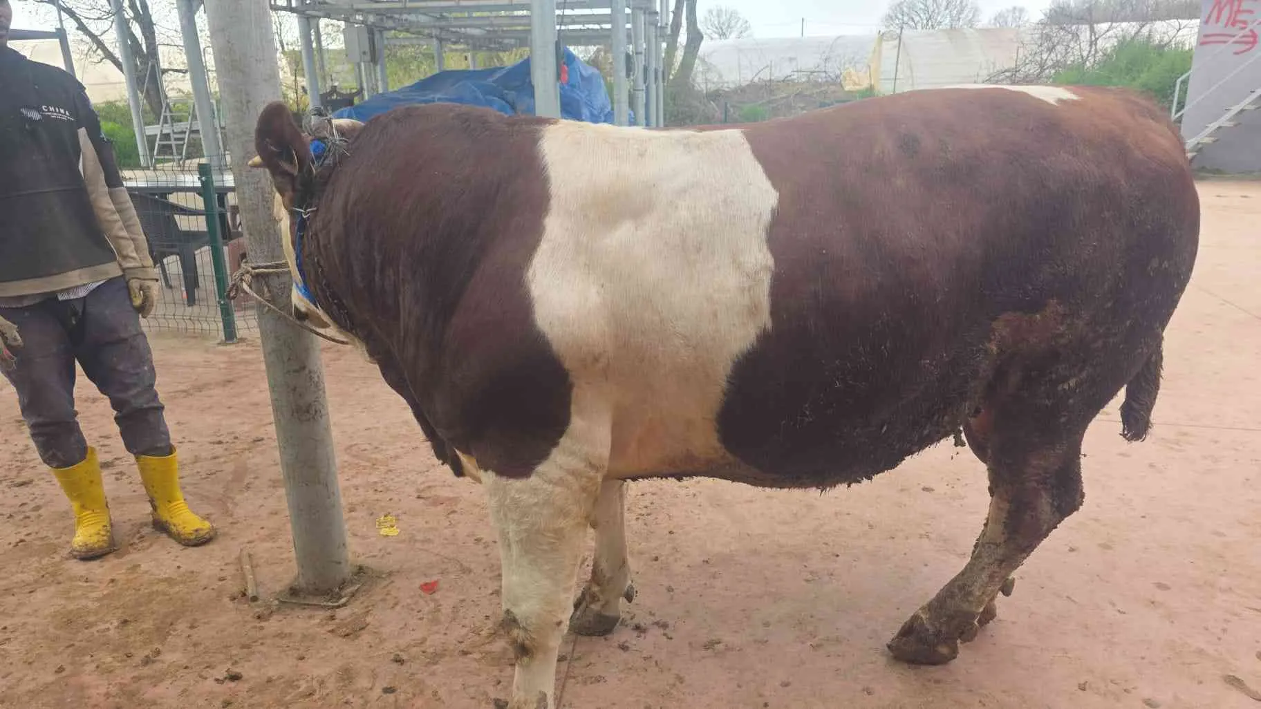 50 55 kilo a kesim pay bize ait kesim yerimiz cuma köyünde bayramın 1 günü saat 10.00 gibi kesilecektir sabah poğaça öğlen kavurma çay ve içeceklerimiz mevcuttur anadolu yakasına evlere teslimatımız vardır vekalet ile kurbanlıklarımız Ardahan Yayla malıdı