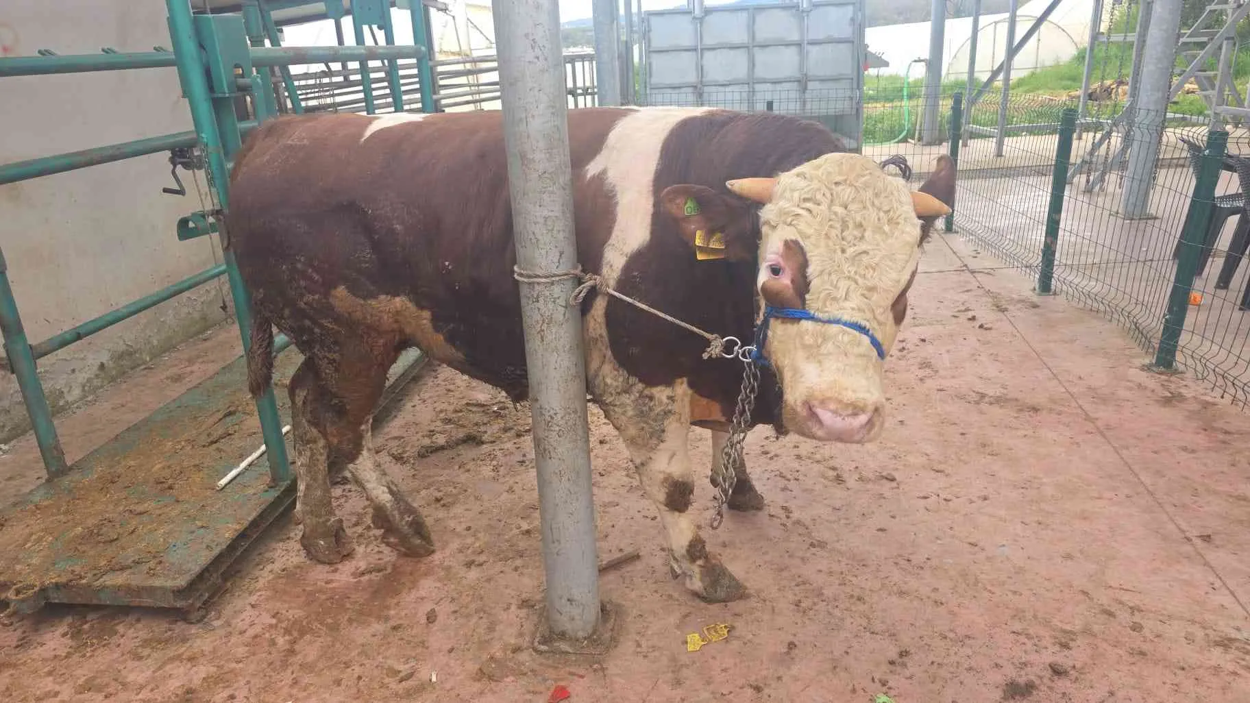 50 55 kilo a kesim pay bize ait kesim yerimiz cuma köyünde bayramın 1 günü saat 10.00 gibi kesilecektir sabah poğaça öğlen kavurma çay ve içeceklerimiz mevcuttur anadolu yakasına evlere teslimatımız vardır vekalet ile kurbanlıklarımız Ardahan Yayla malıdı
