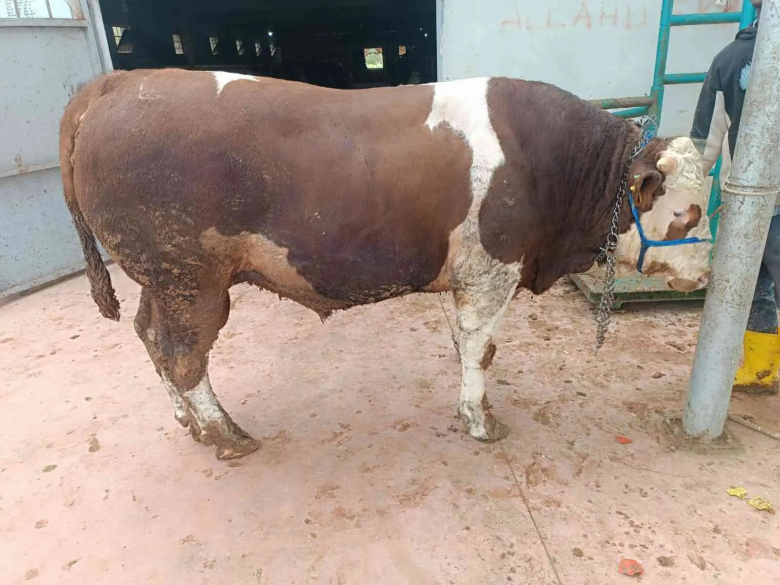 50 55 kilo a kesim pay bize ait kesim yerimiz cuma köyünde bayramın 1 günü saat 10.00 gibi kesilecektir sabah poğaça öğlen kavurma çay ve içeceklerimiz mevcuttur anadolu yakasına evlere teslimatımız vardır vekalet ile kurbanlıklarımız Ardahan Yayla malıdı