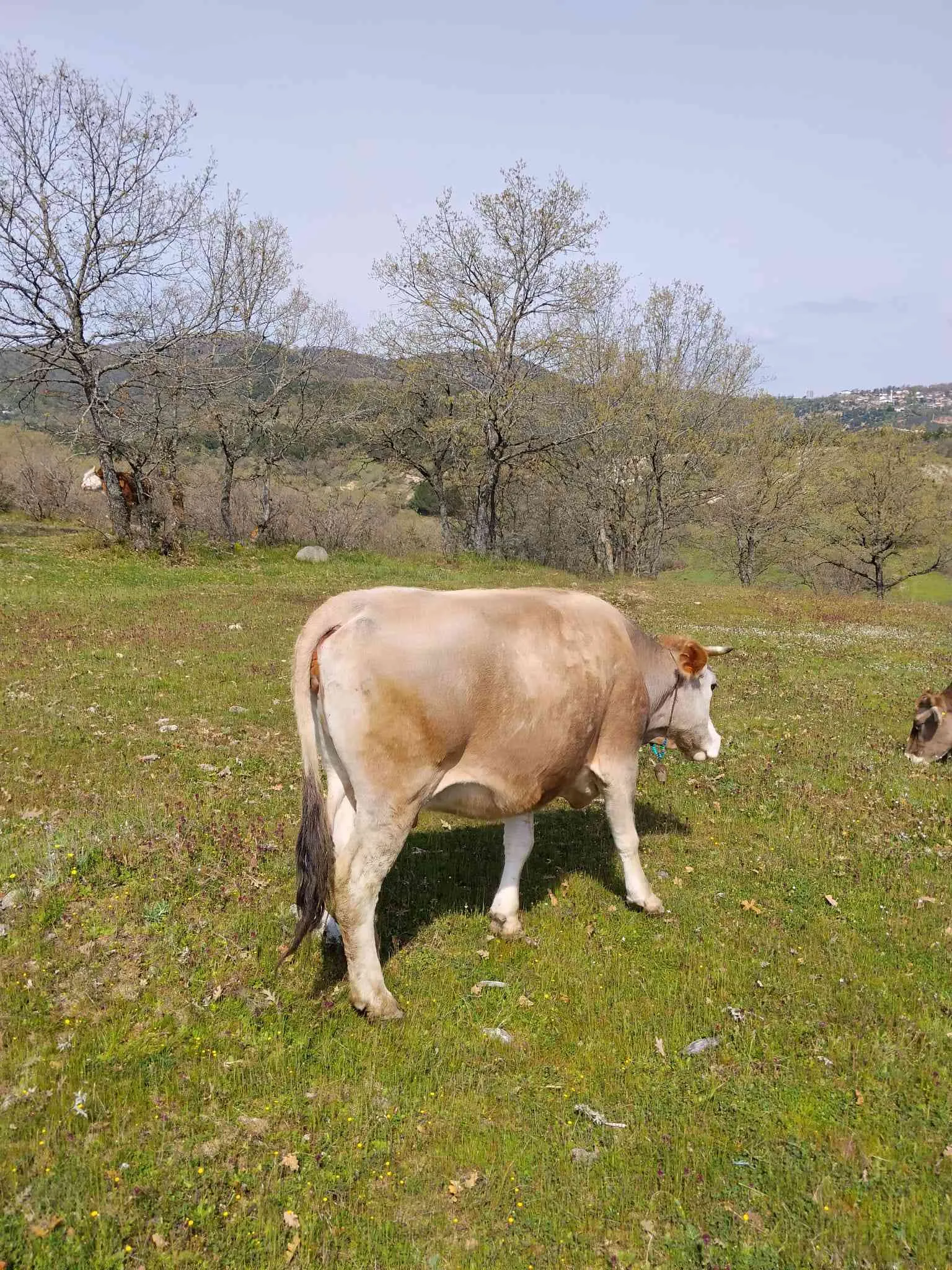 Kurbanlık Ham Düveler