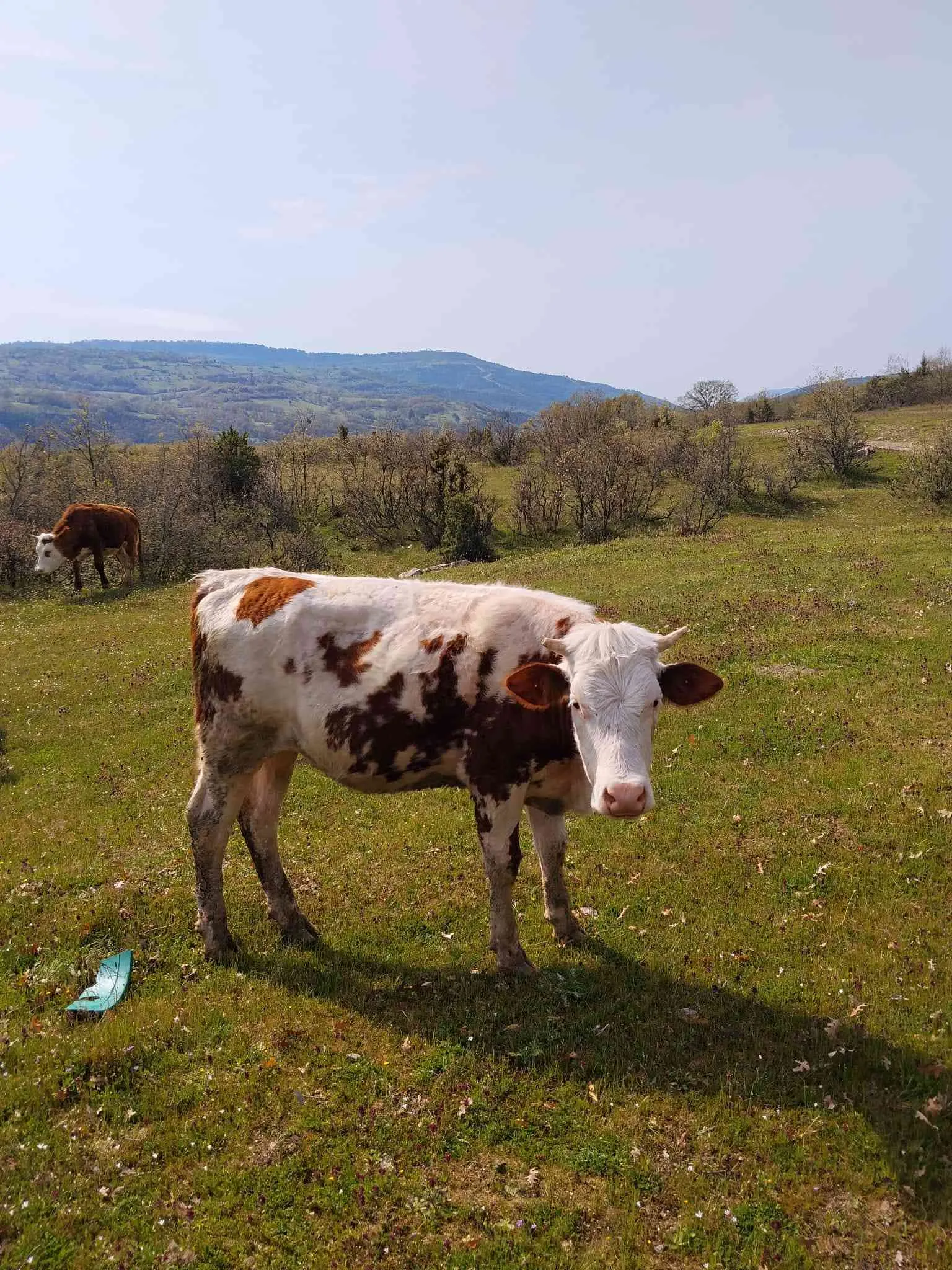 Kurbanlık Ham Düveler