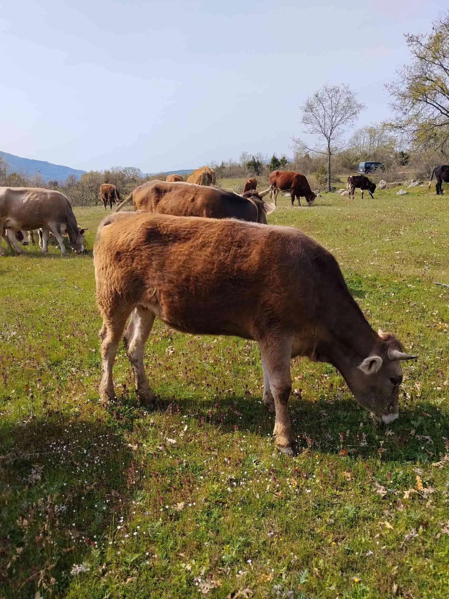 Kurbanlık Ham Düveler