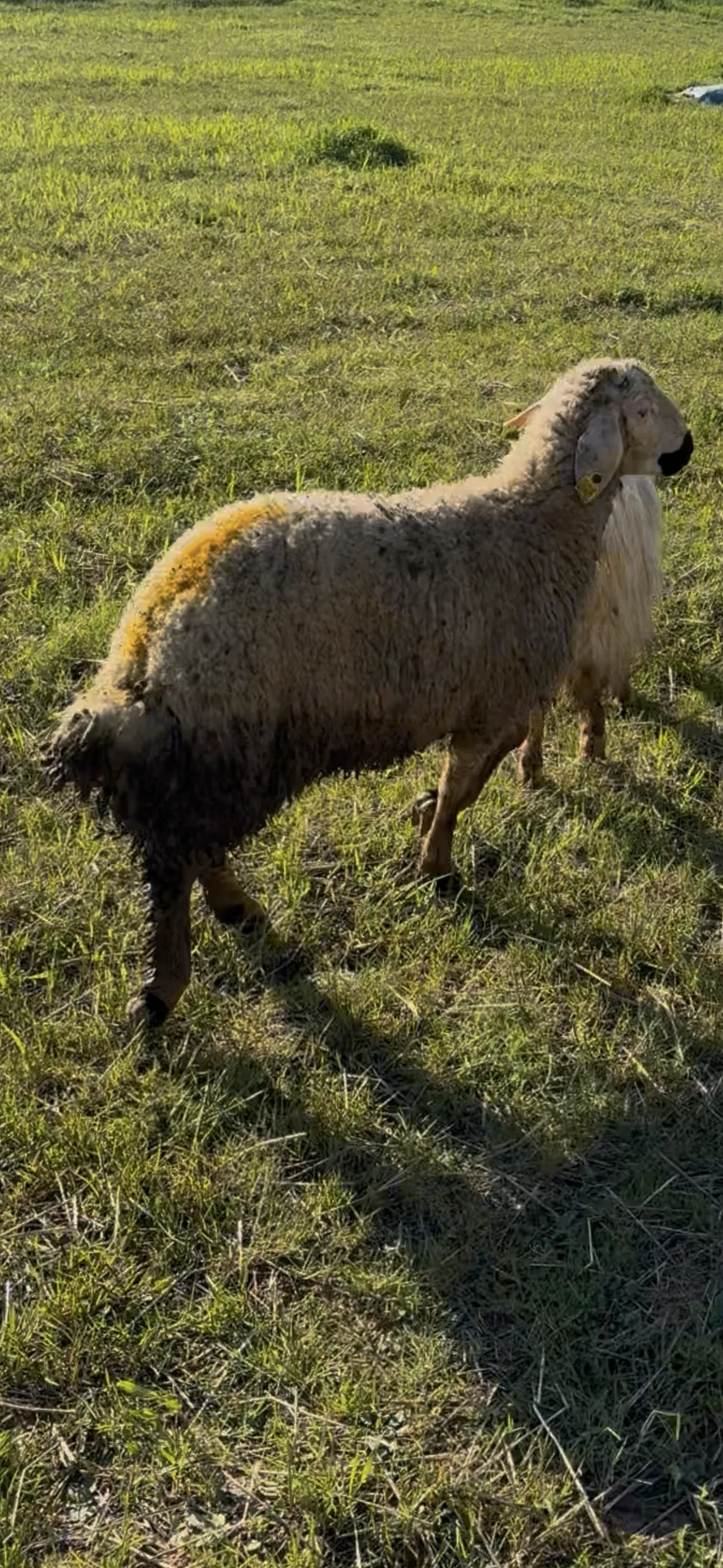 Kurbanlık