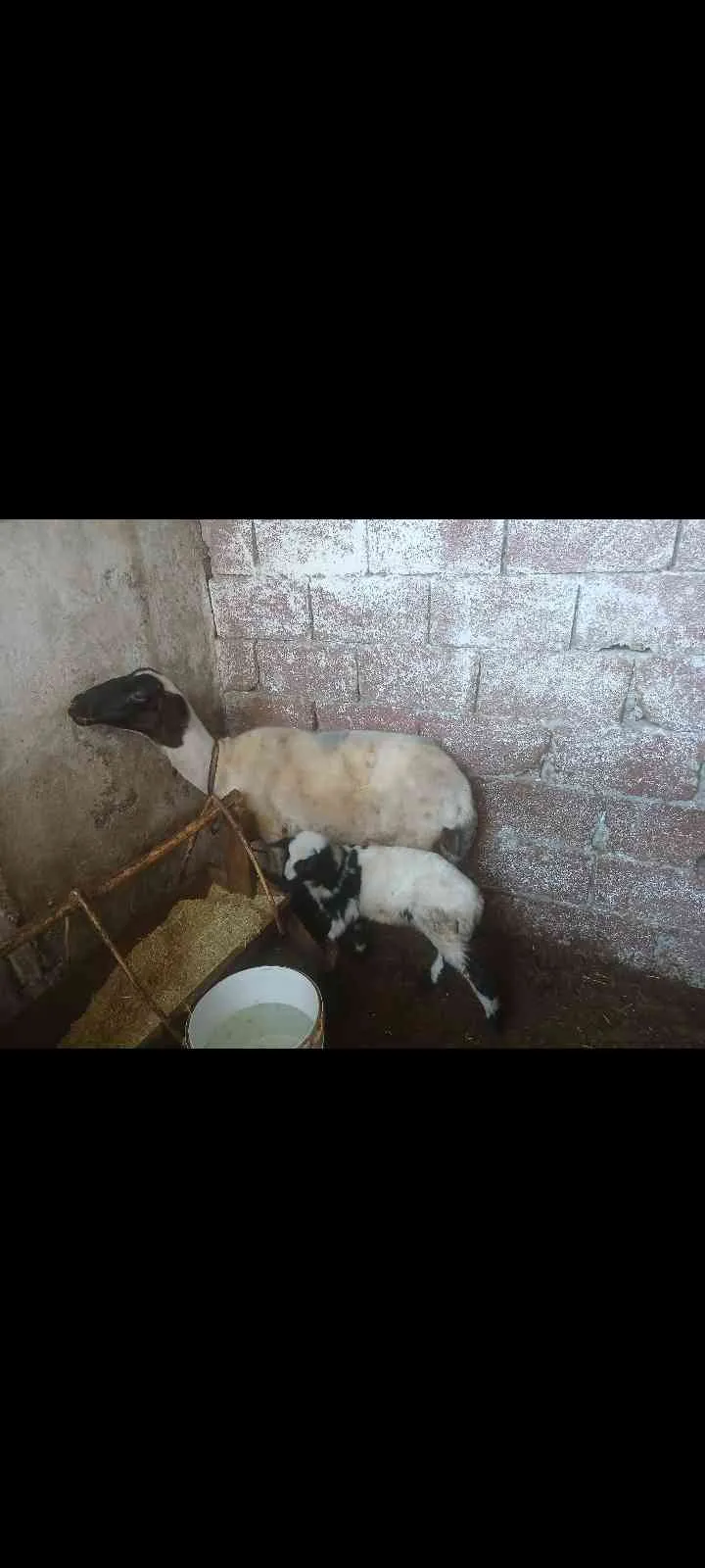 Merinos Kuzulu