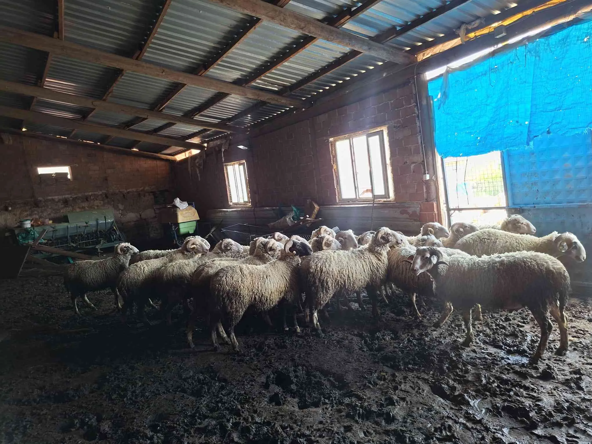 Kurbanlık toklu