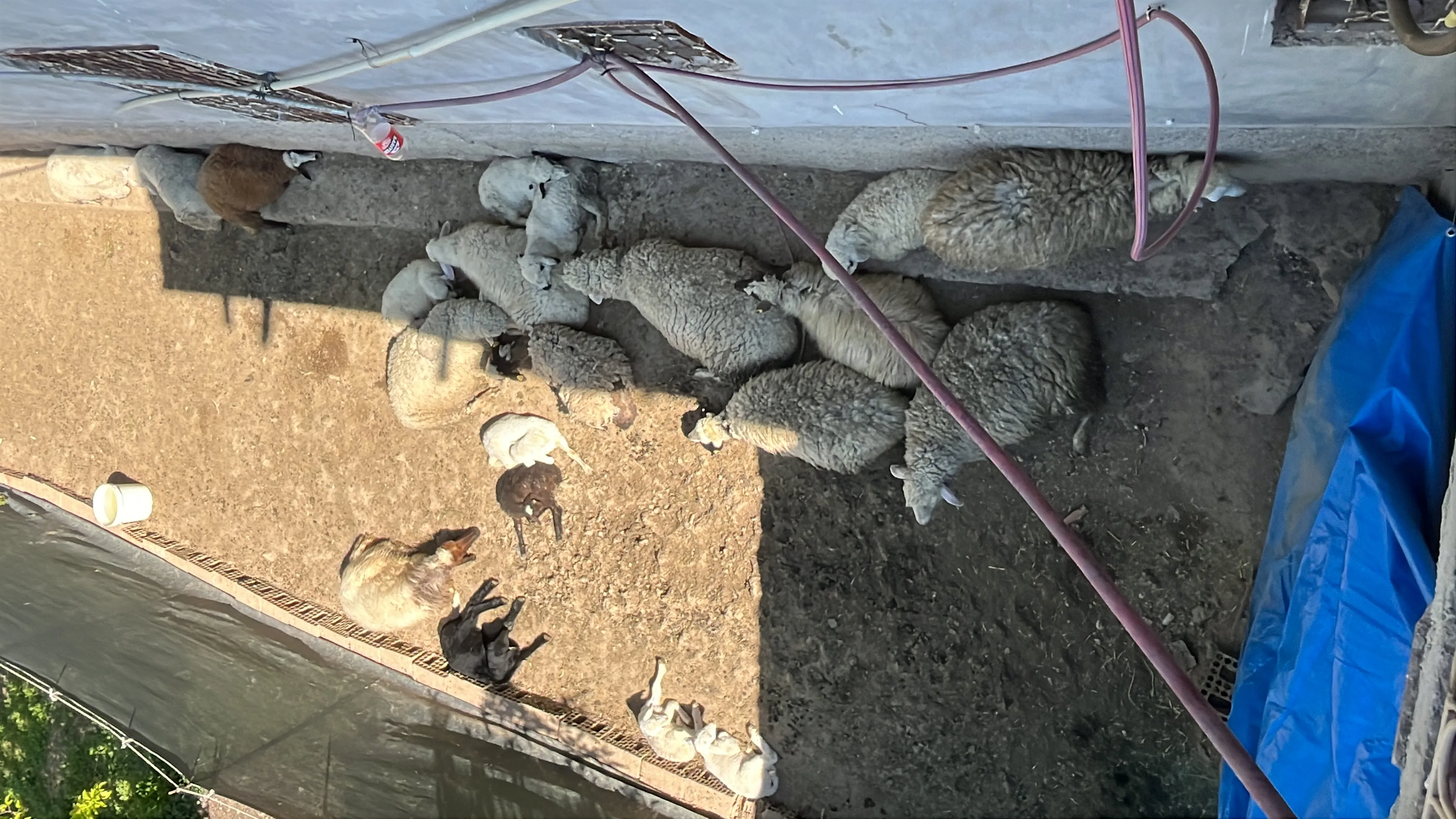 Merinos üveys ille de frank lagun