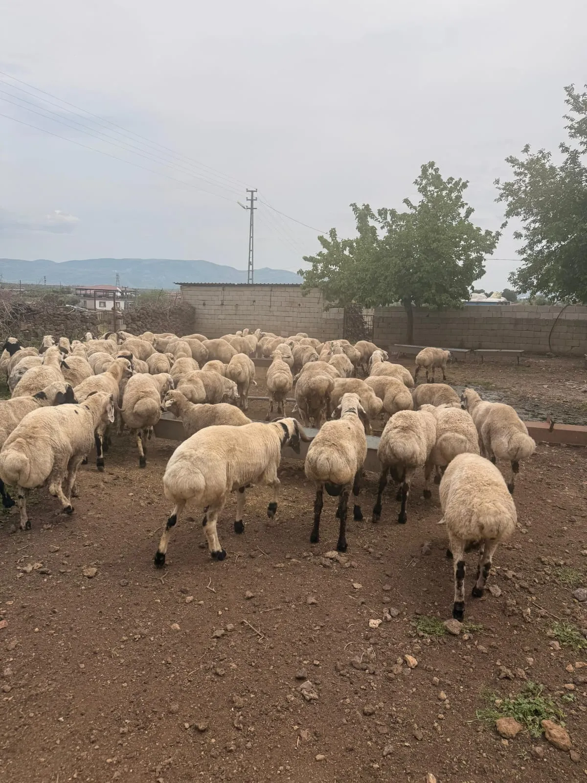 Van beyazı