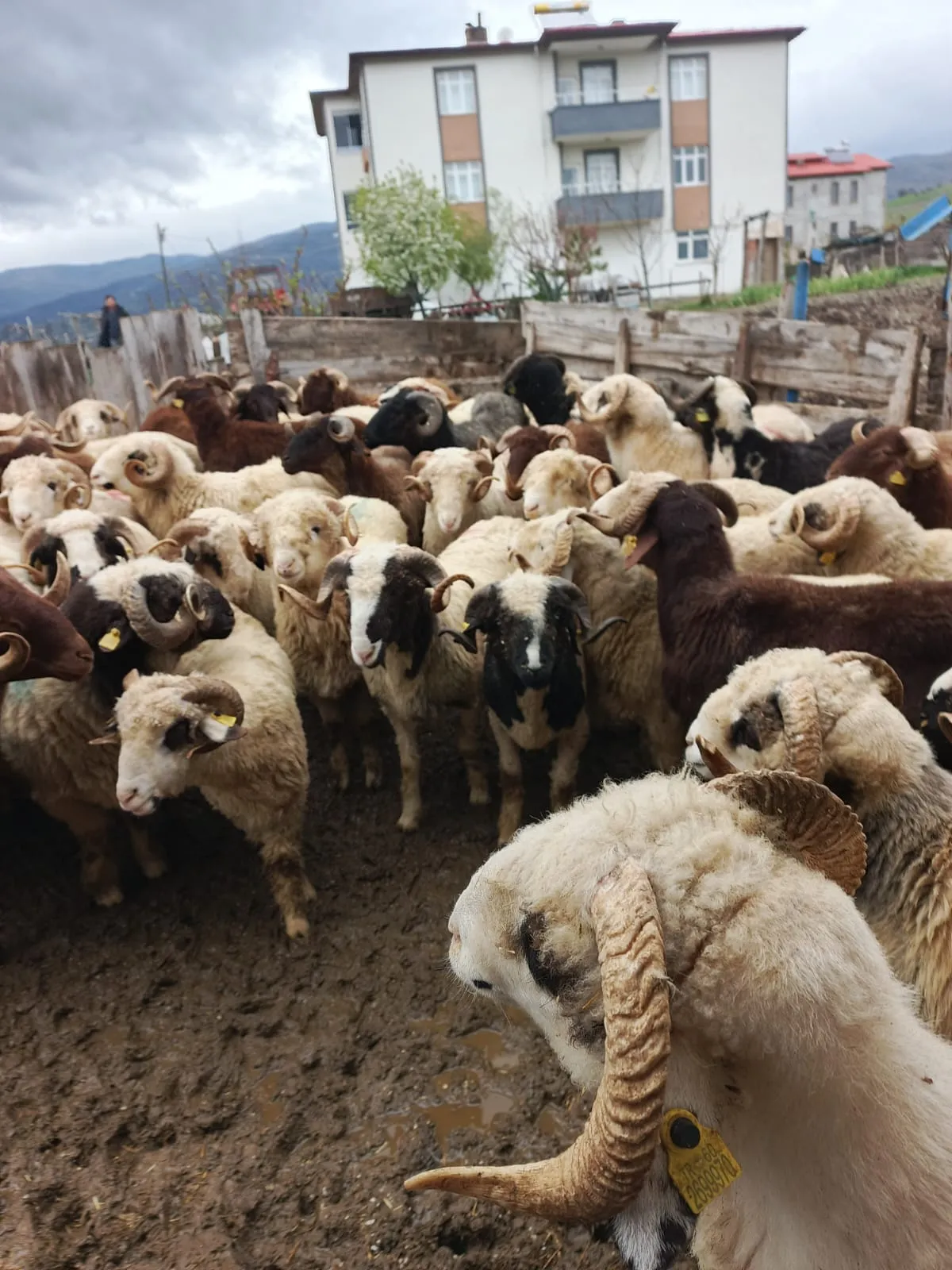Kurbanlık koçlar