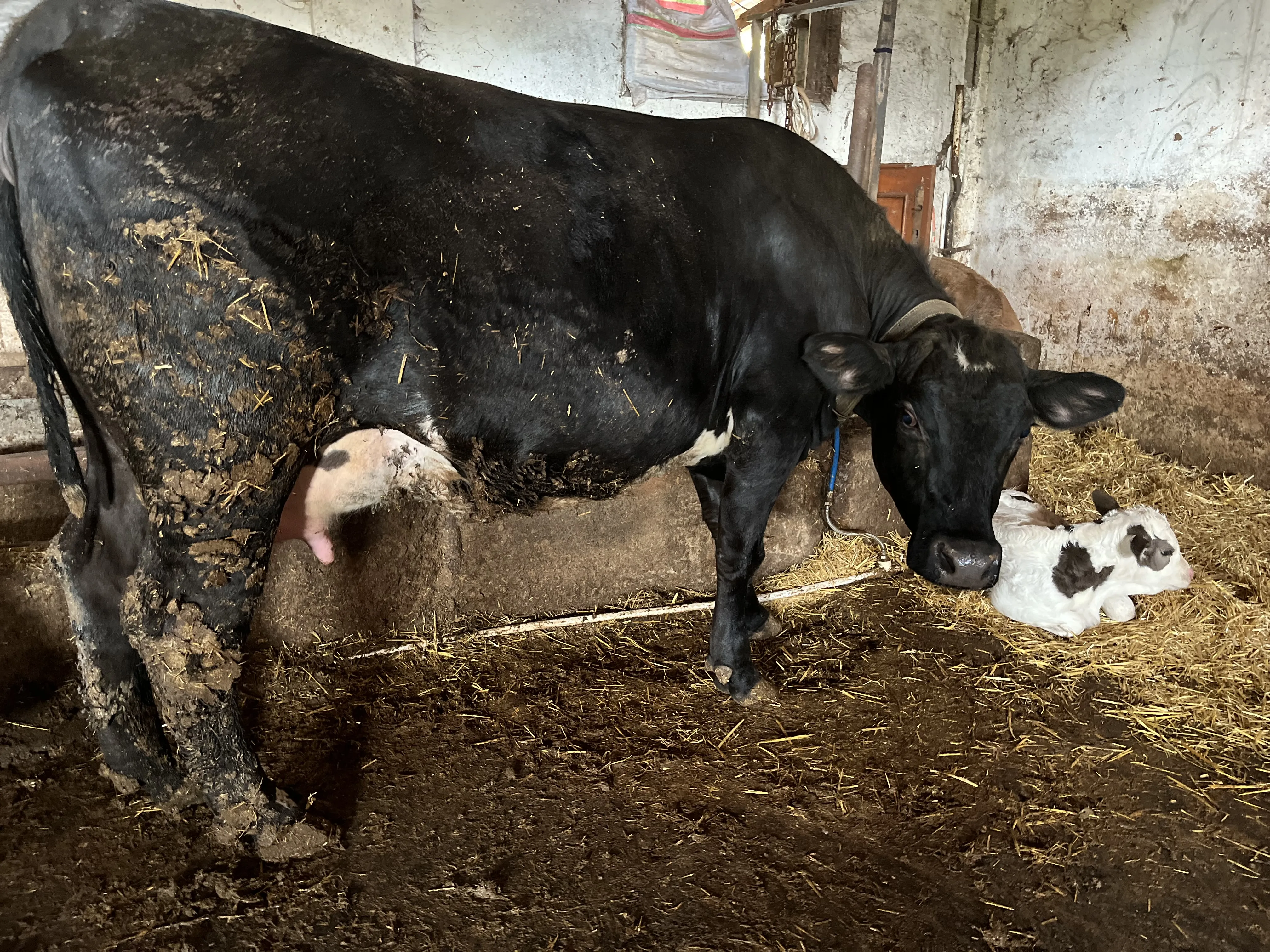 İlk Doğurum Buzalı Angus