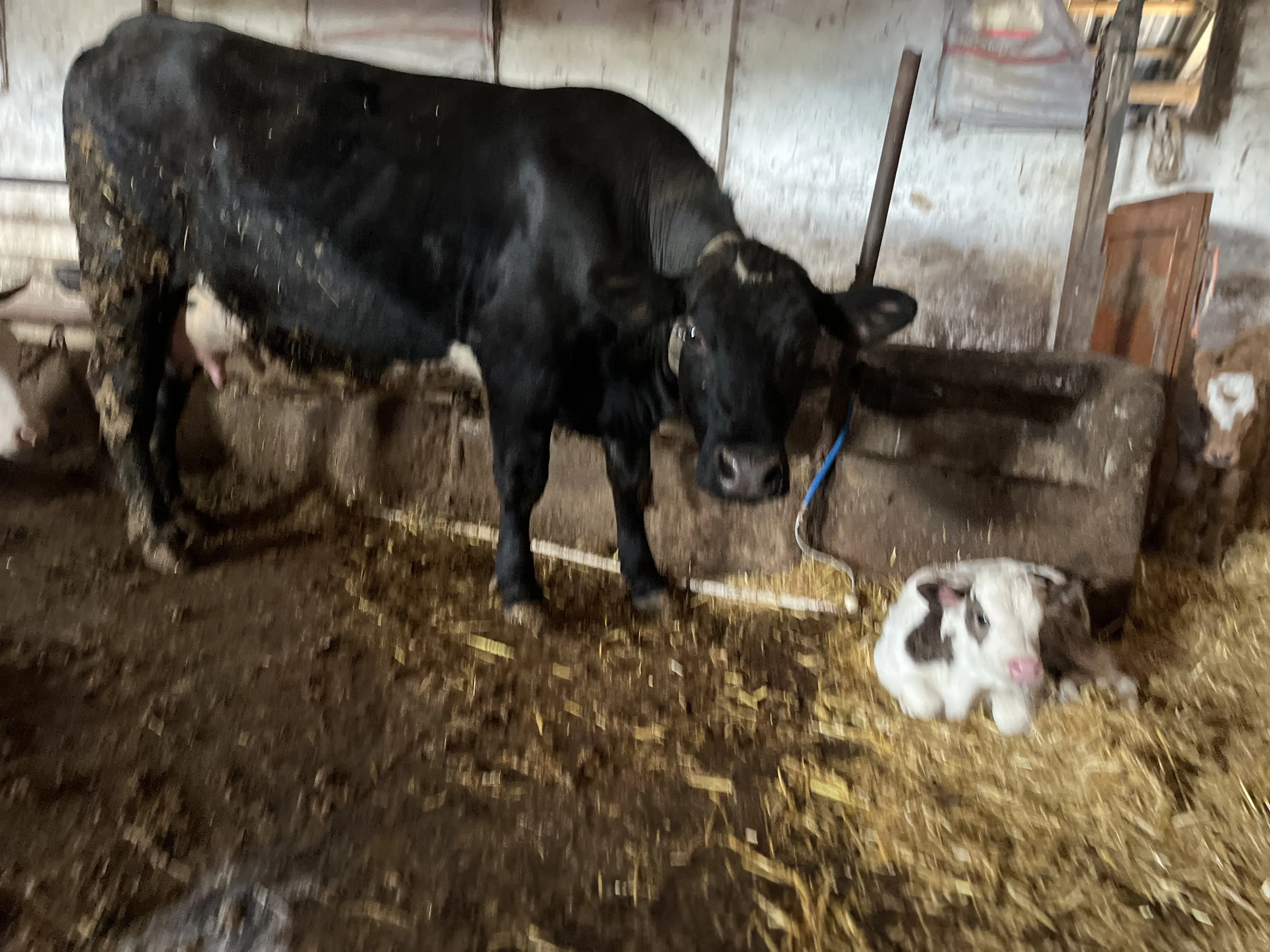 İlk Doğurum Buzalı Angus