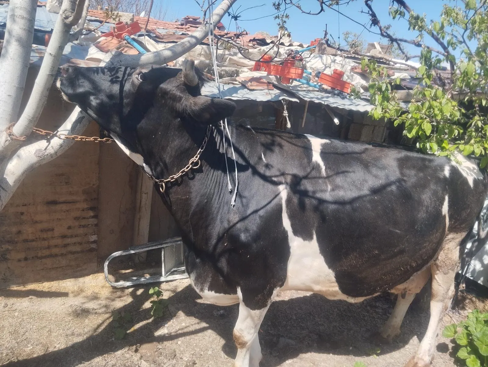 Kurbanlık inek