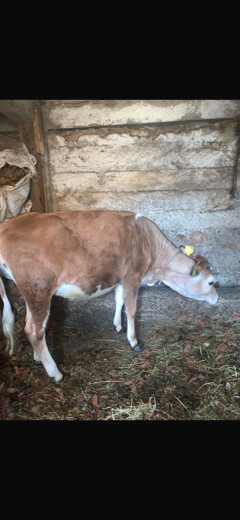 1.5 yaşında dana