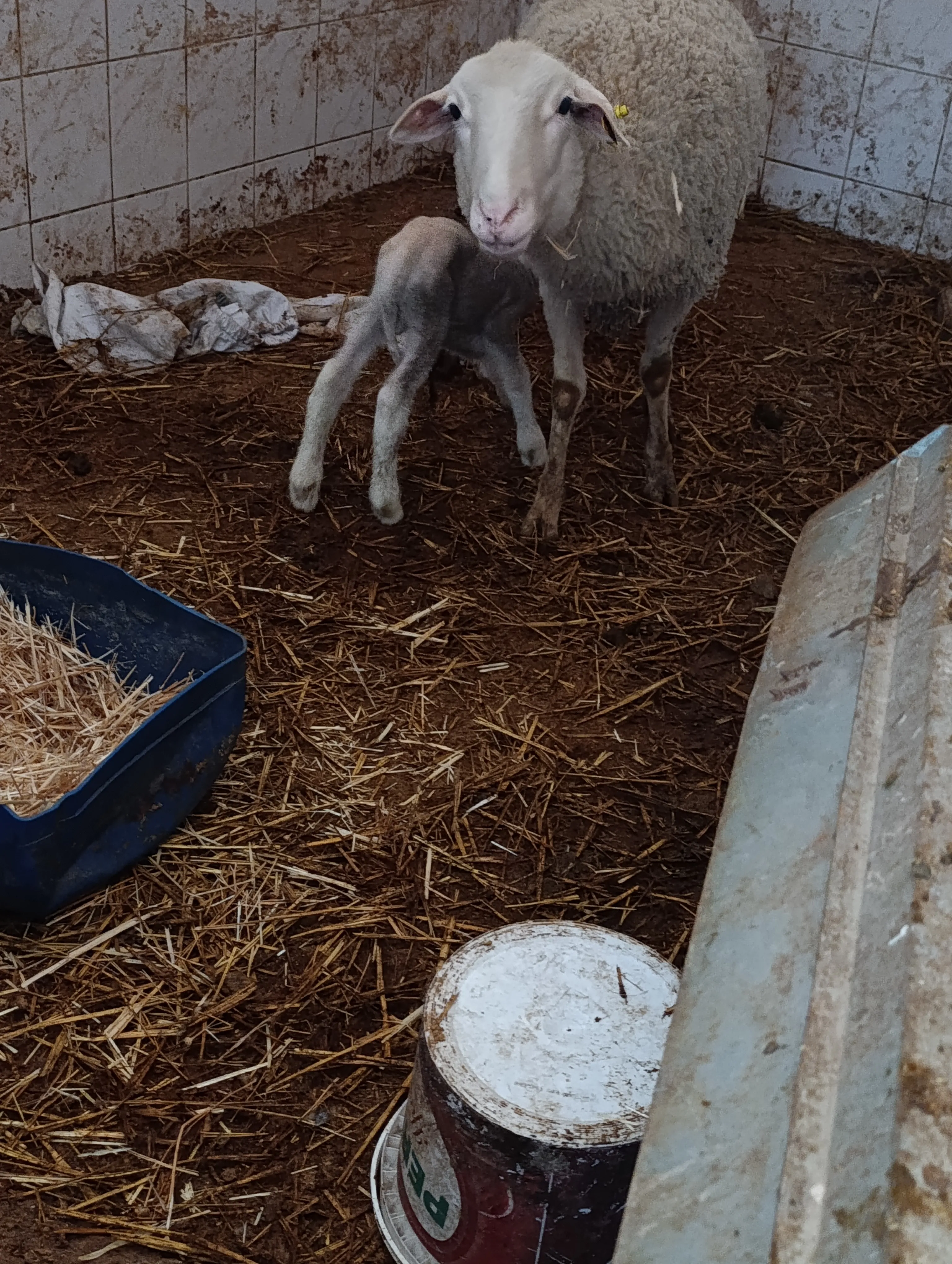 Genç merinos koyun