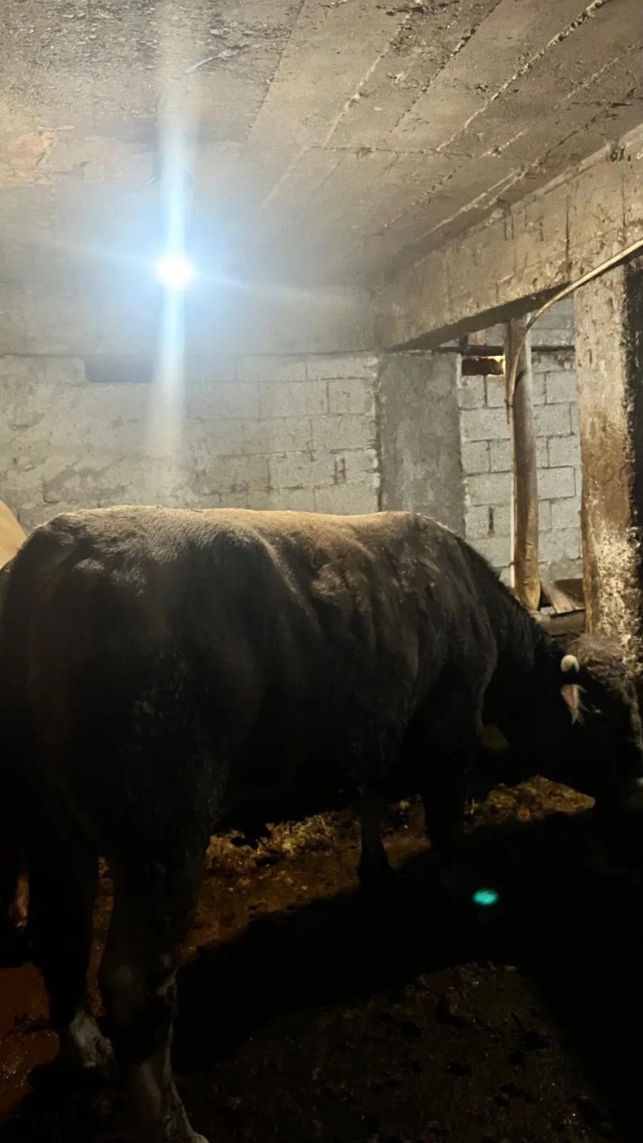 Kurbanlık 750kg tosun