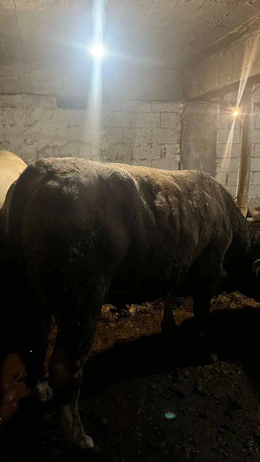 Kurbanlık 750kg tosun
