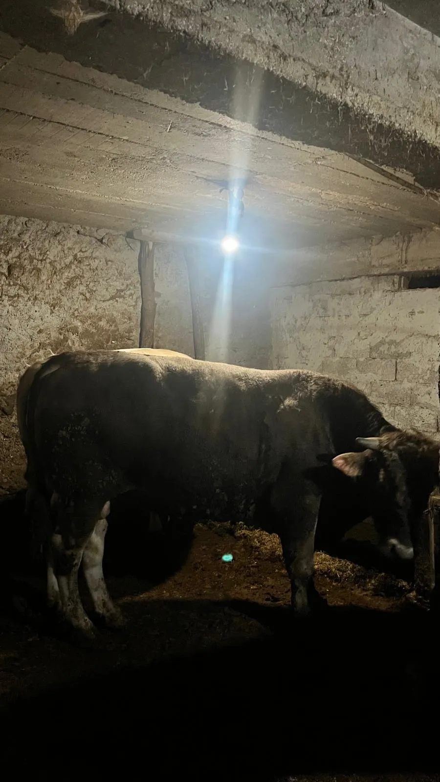 Kurbanlık 750kg tosun