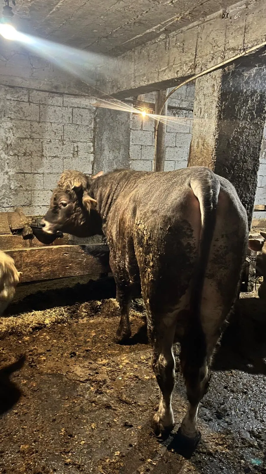 Kurbanlık 750kg tosun