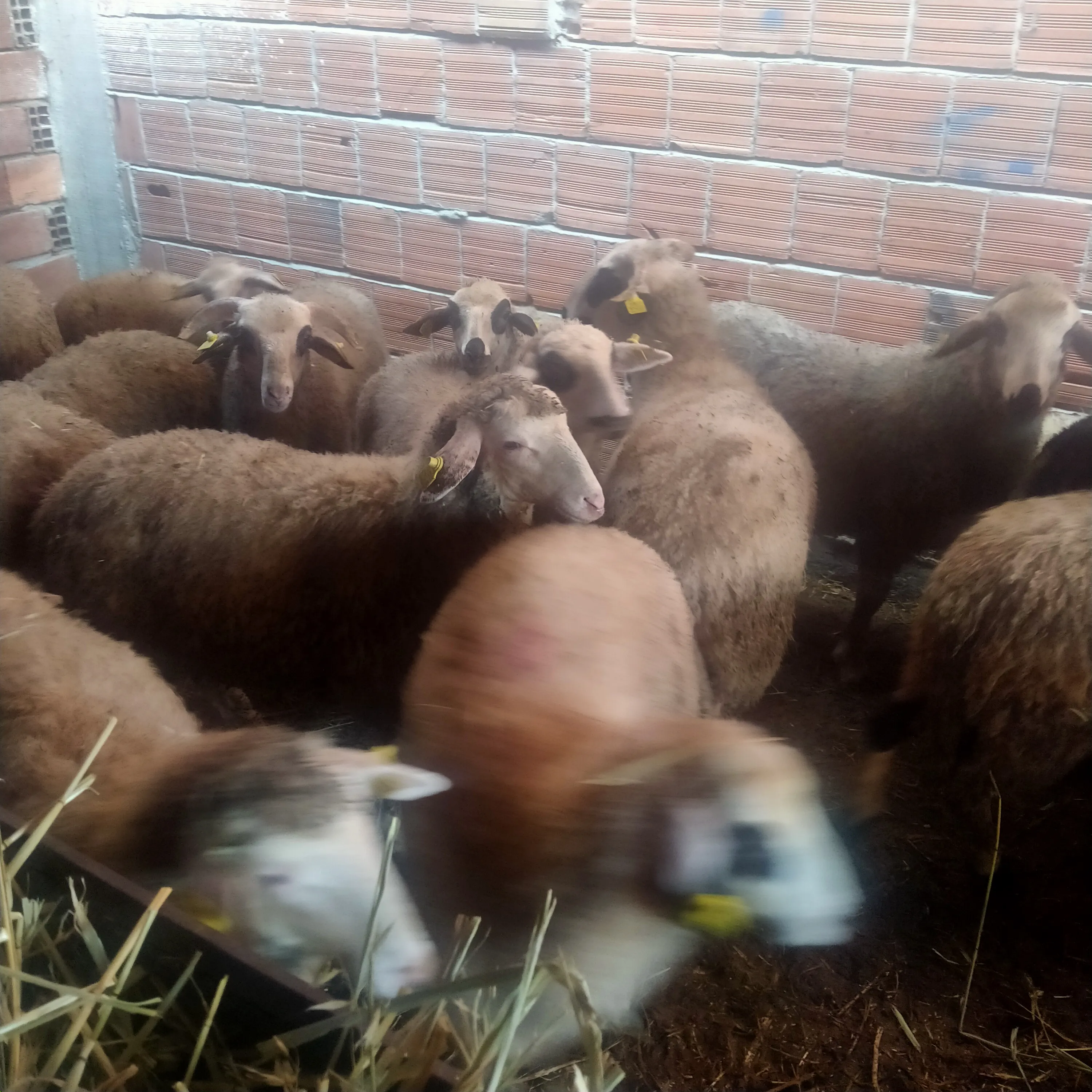 Kastamonu Taşköprü Merinos  ırkı