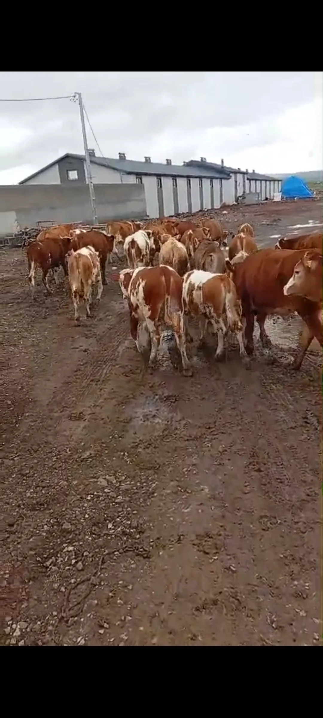 Satılık boğa altı düveler 35 adet isterseniz yardımcı olmaya hazırız