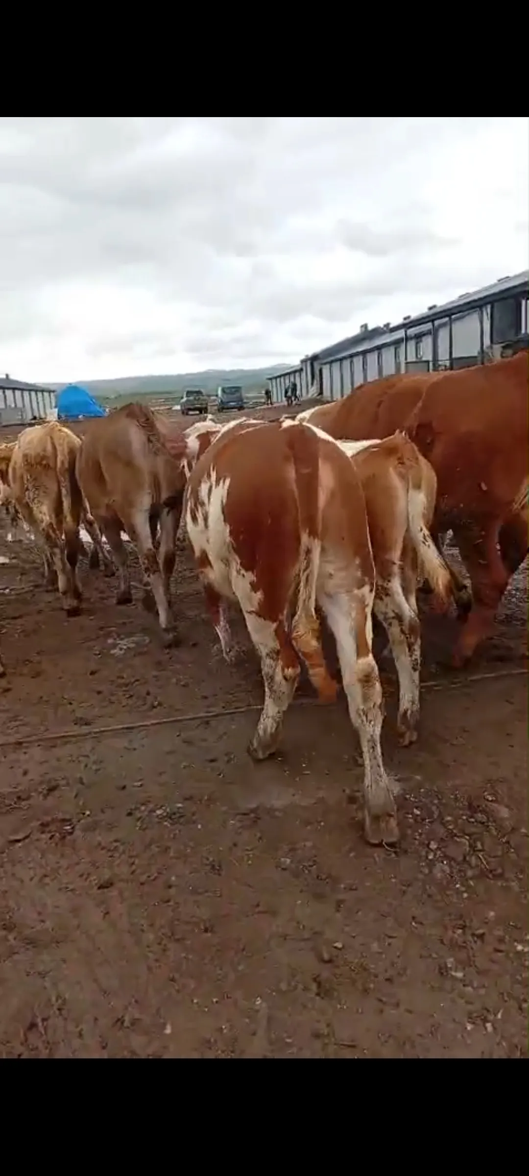 Satılık boğa altı düveler 35 adet isterseniz yardımcı olmaya hazırız