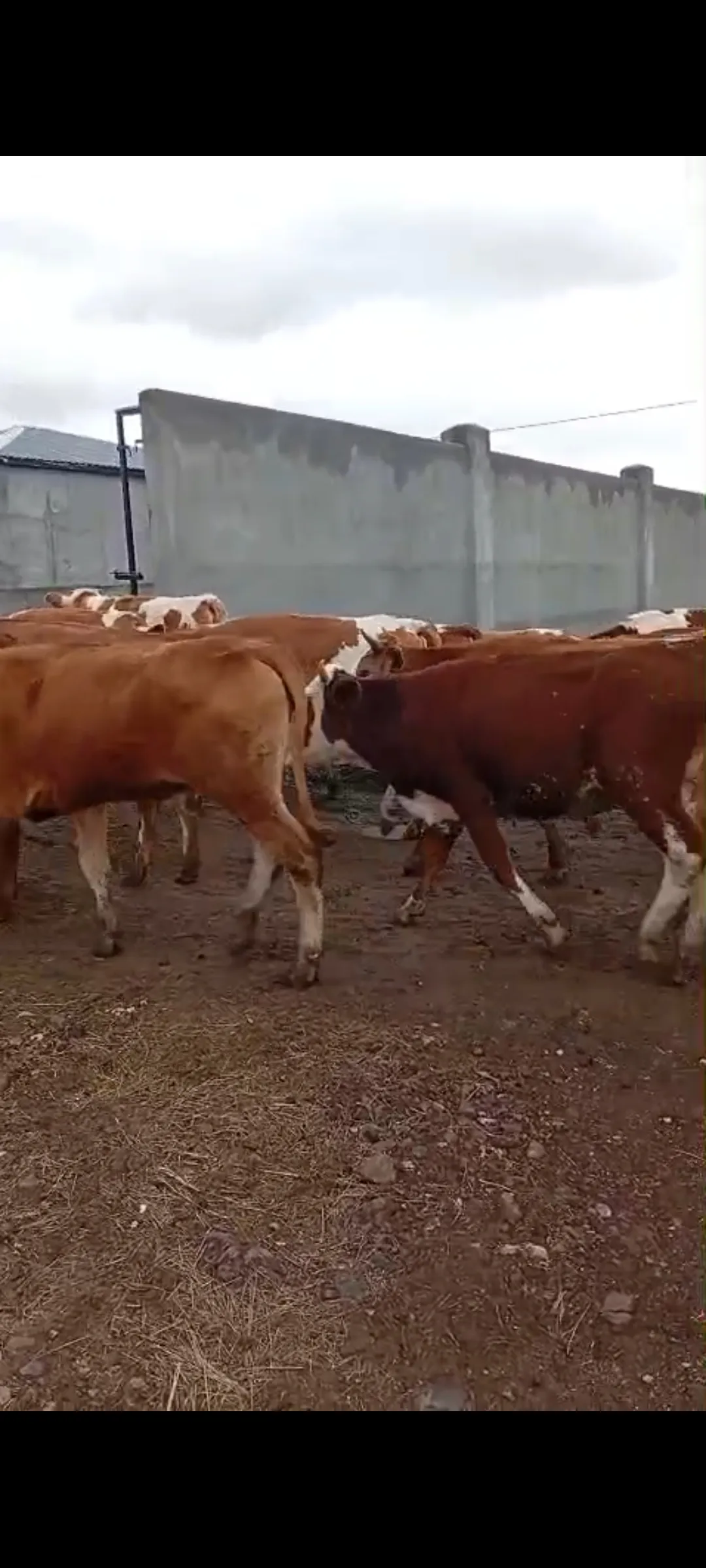 Satılık boğa altı düveler 35 adet isterseniz yardımcı olmaya hazırız