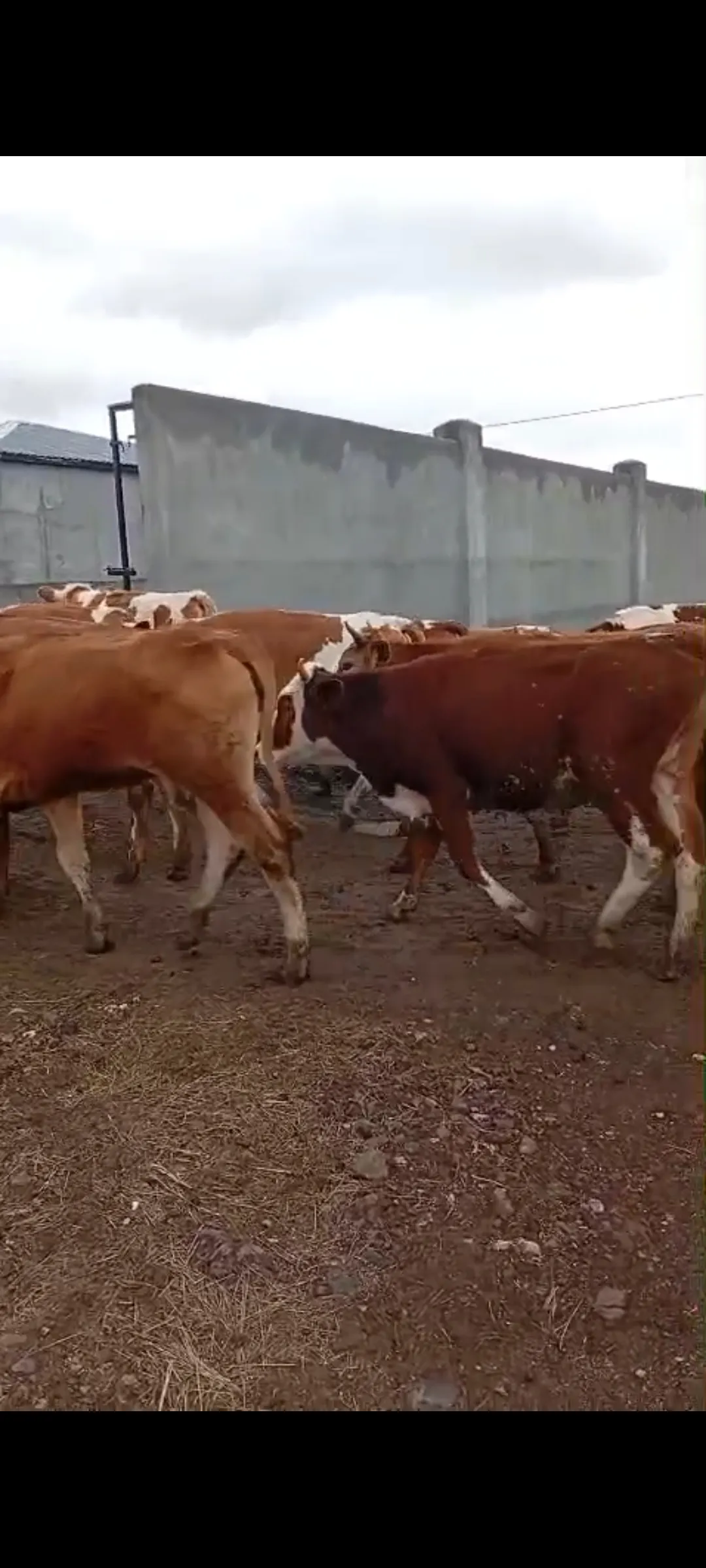 Satılık boğa altı düveler 35 adet isterseniz yardımcı olmaya hazırız
