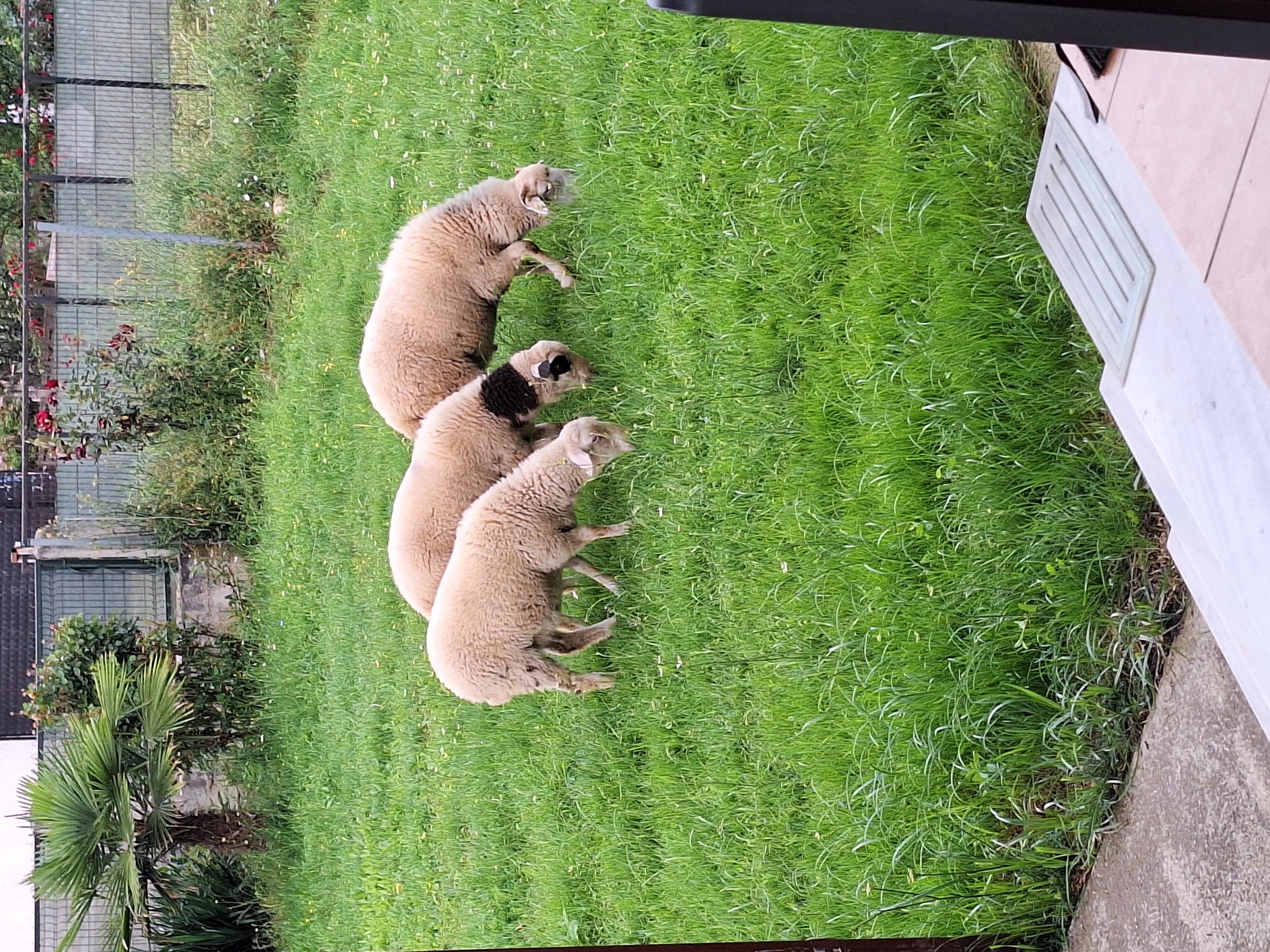 Merinos kuzular
