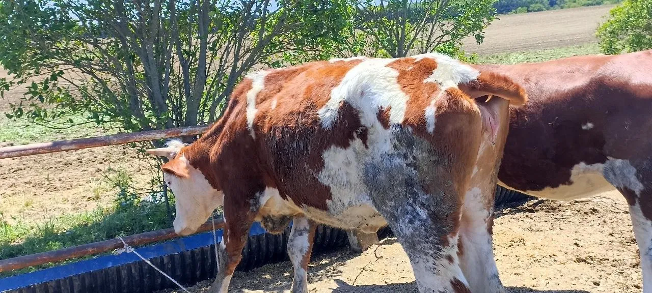 Buzağılı Simental İnekler