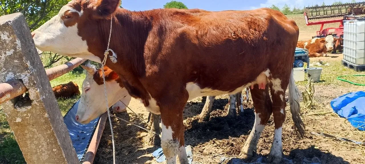 Buzağılı Simental İnekler