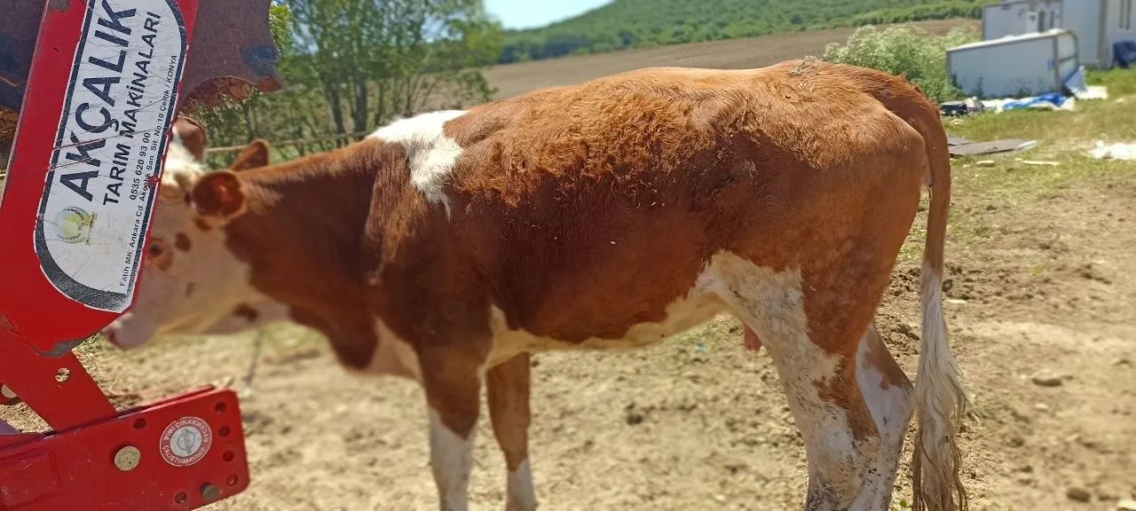 Buzağılı Simental İnekler