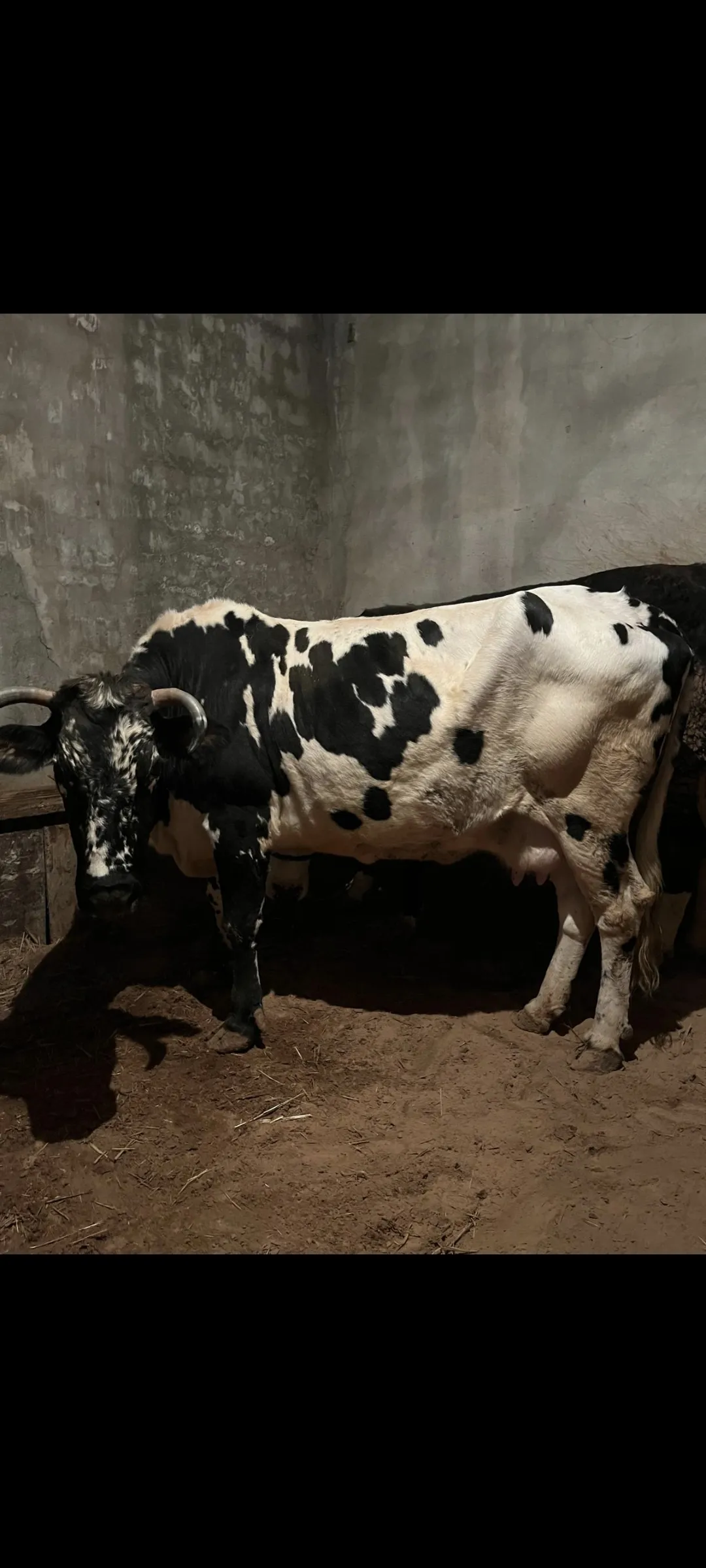 4 yaş holstein kırması