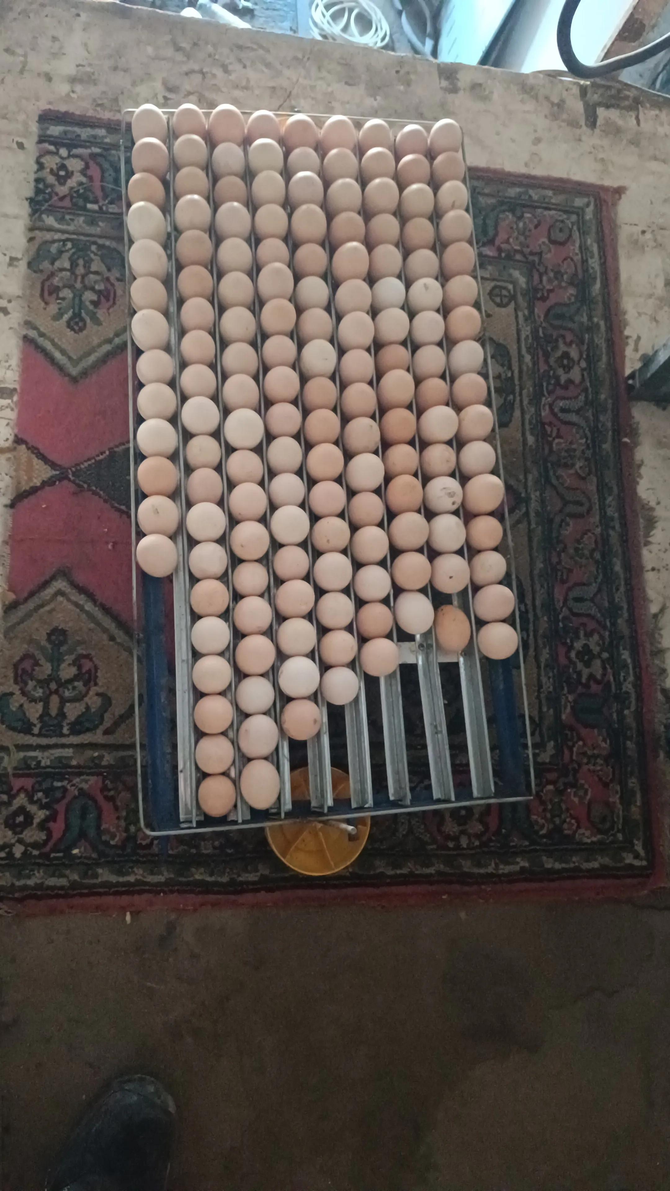 300 yumurtalık kuluçka makinesi